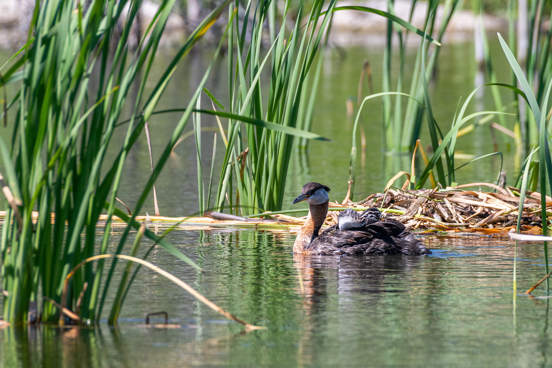 Red-necked Grebe (female) with a chick riding on her back, Marshall Springs - Fish Creek Prov. Park, Calgary, AB
