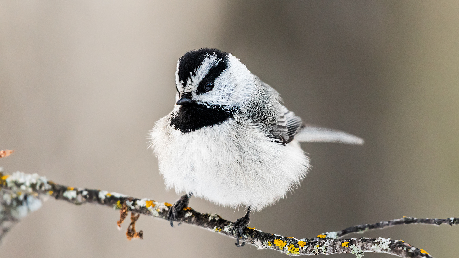 Mountain Chickadee near Marshall Springs, Fish Creek Prov. Park, Calgary, AB