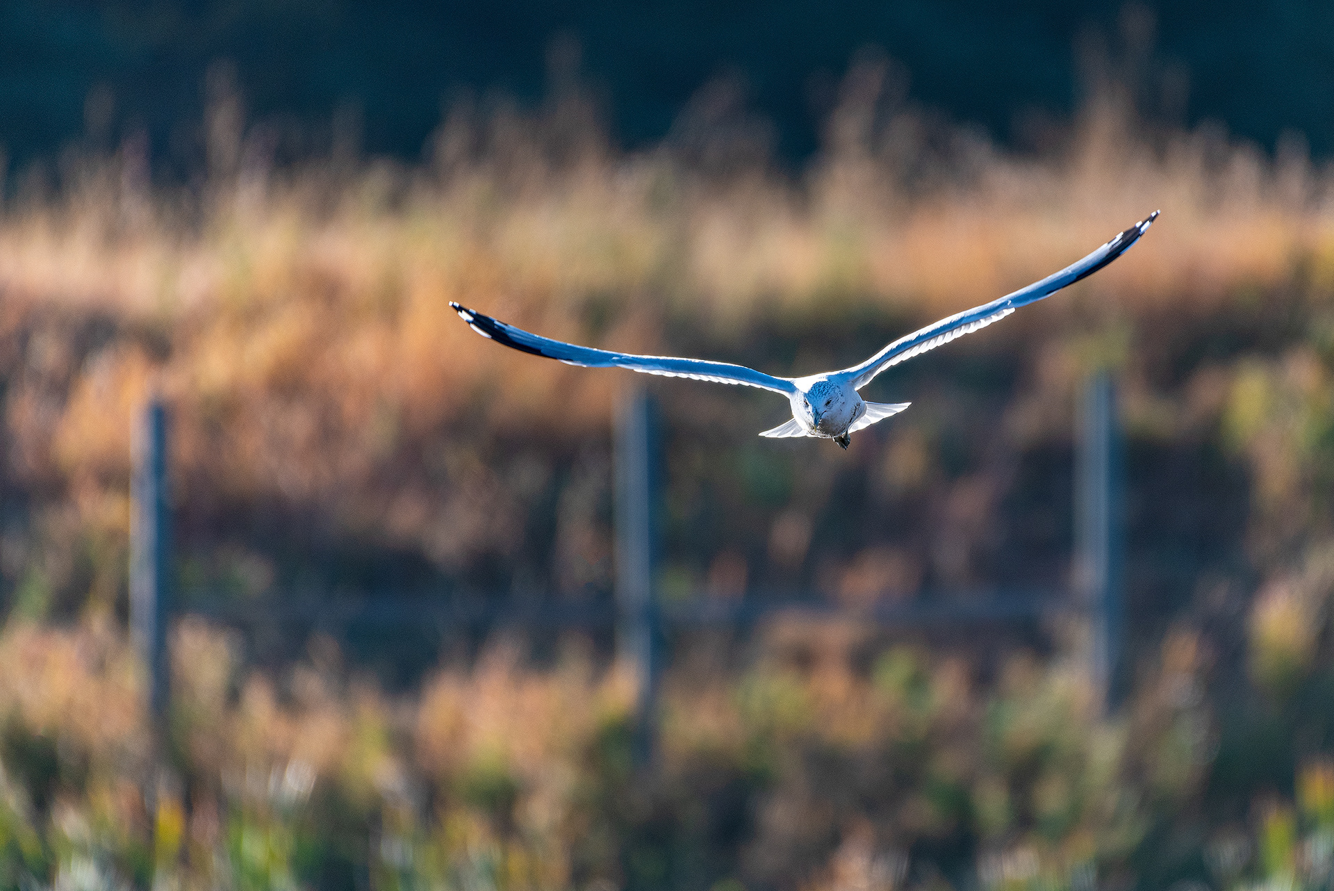 Ring-billed Gull, in flight, at the Marshall Springs ponds in Fish Creek Provincial Park