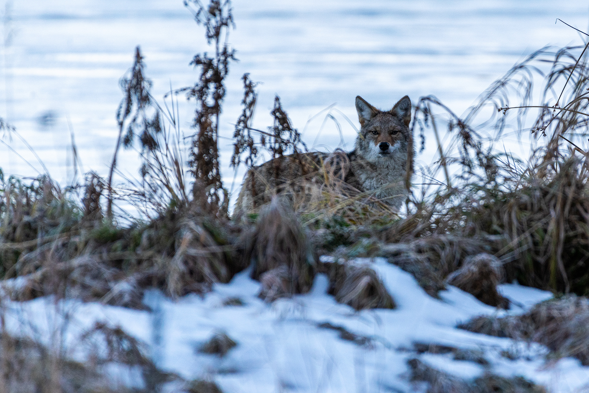 Coyote at the Marshall Springs ponds in Fish Creek Provincial Park