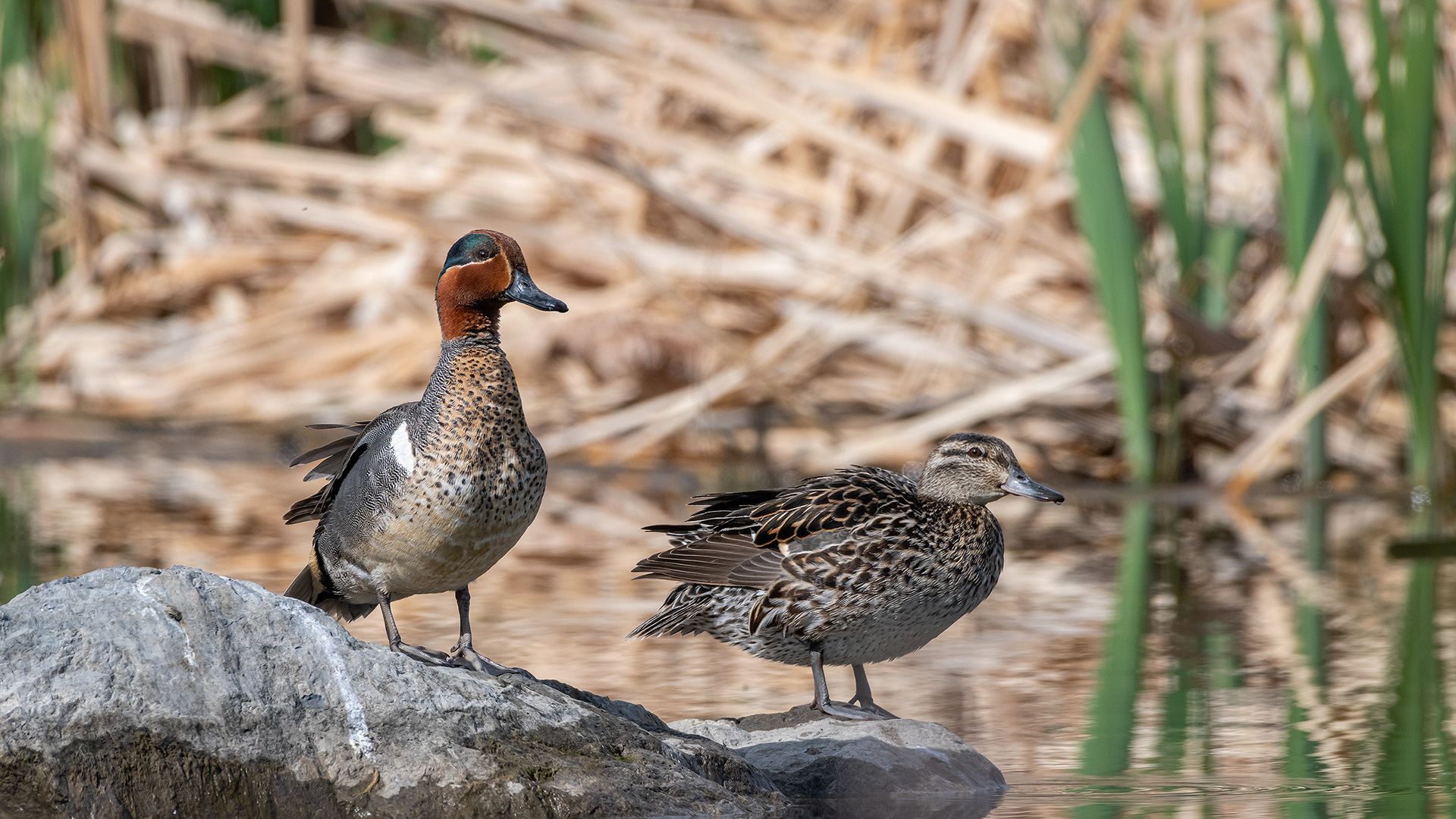 Green-winged Teal pair (male left, female right), Marshall Springs, Fish Creek Provincial Park, Calgary, AB