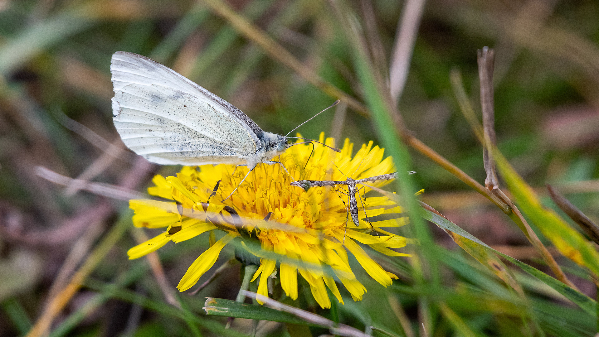 Insects on a flower, Marshall Springs - Fish Creek Prov. Park, Calgary, AB
