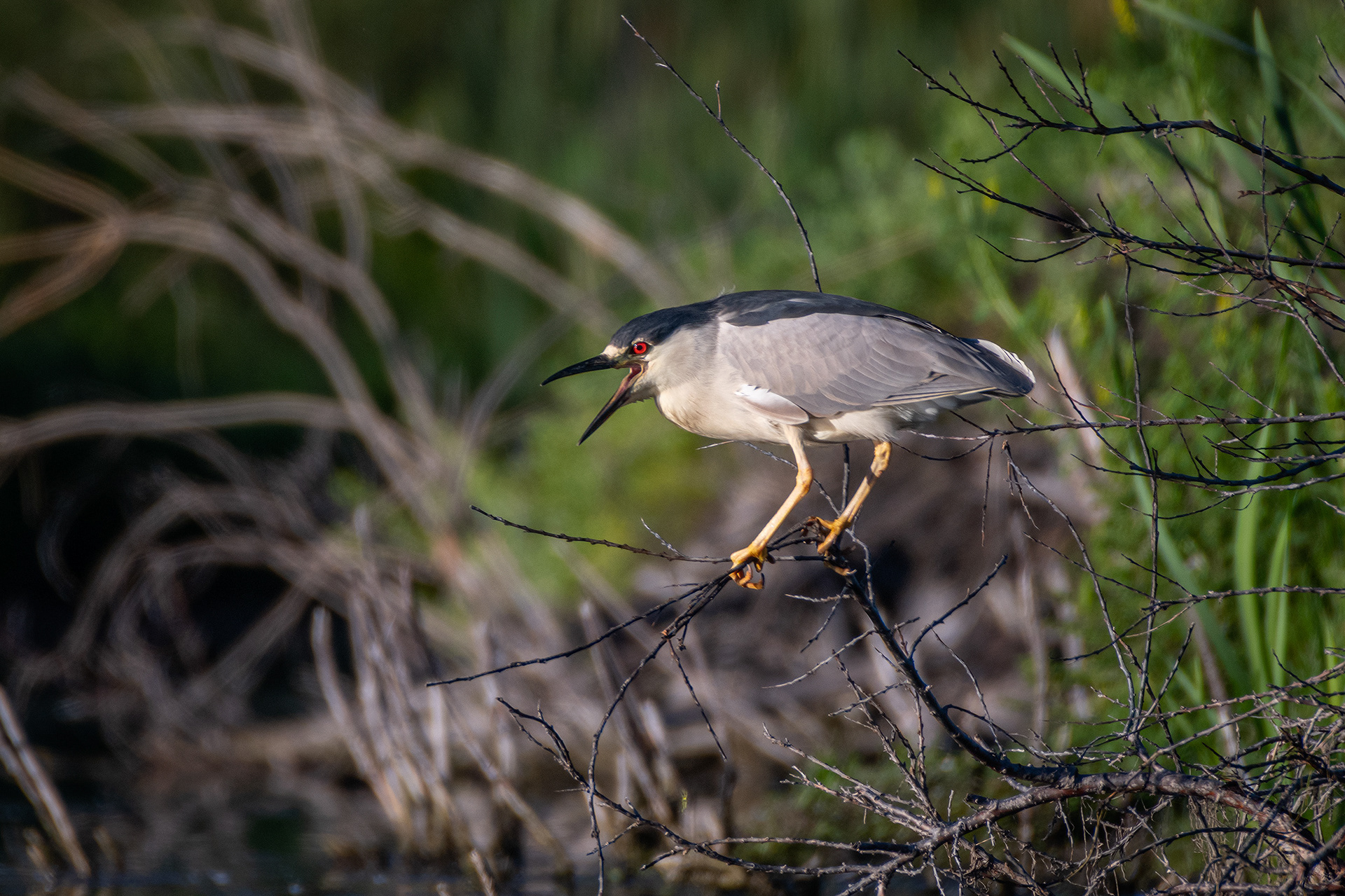 Black-crowned Night-Heron, Marshall Springs ponds, Fish Creek Provincial Park, Calgary, AB
