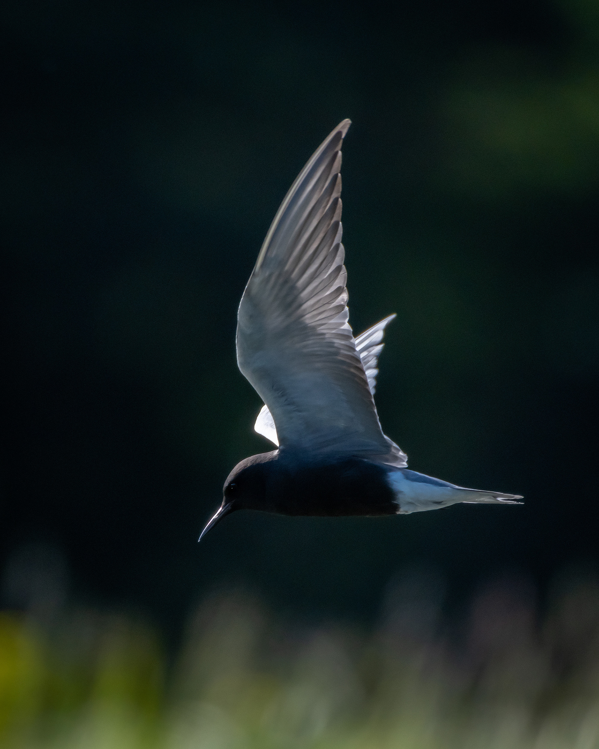 Black Tern (in flight), Marshall Springs ponds, Fish Creek Provincial Park, Calgary, AB