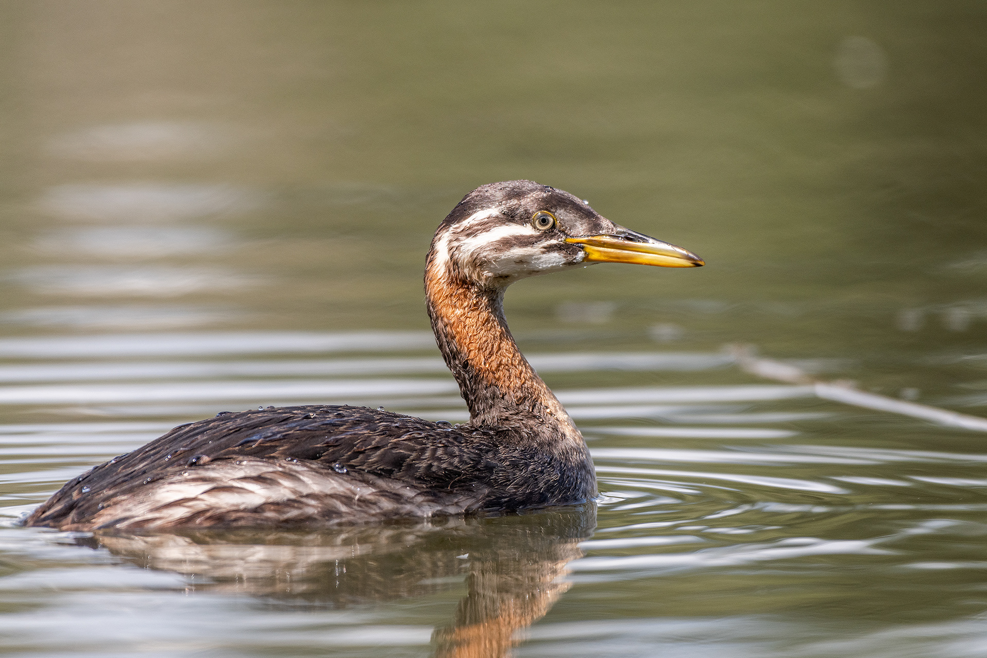 Red-necked Grebe (immature), Marshall Springs - Fish Creek Prov. Park, Calgary, AB