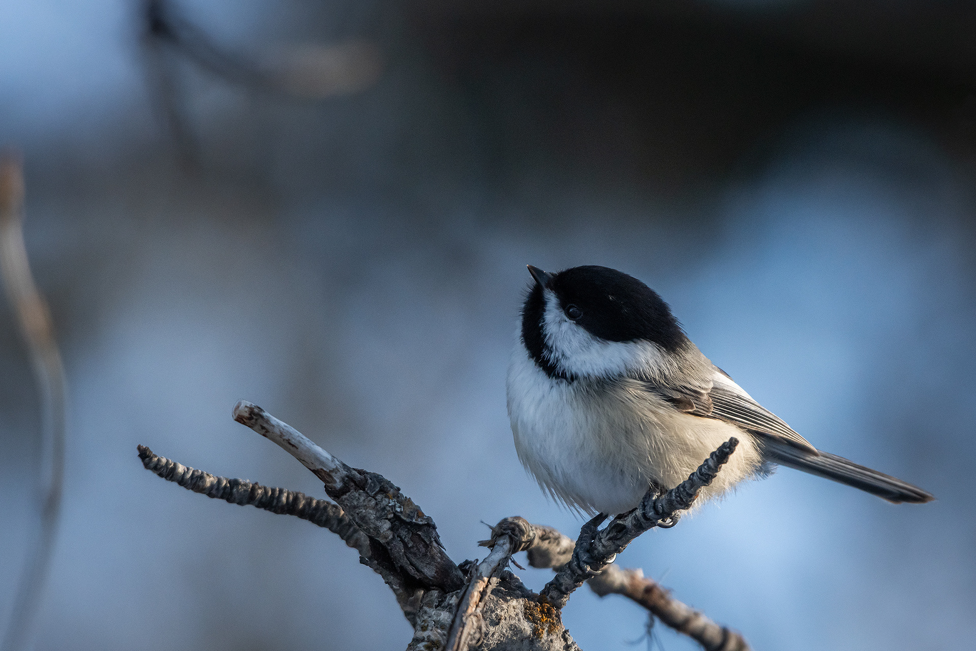 Black-capped Chickadee, near the Marshall Springs area of Fish Creek Provincial Park, Calgary, AB