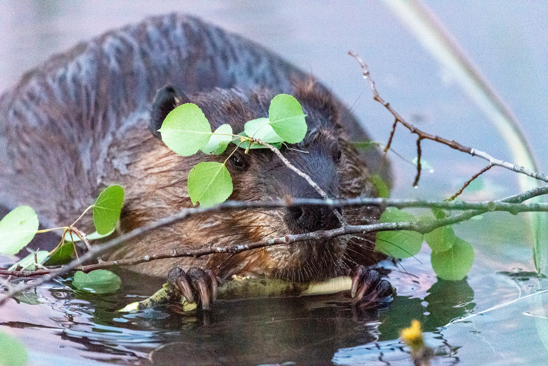 Beaver enjoying a freshly downed tree