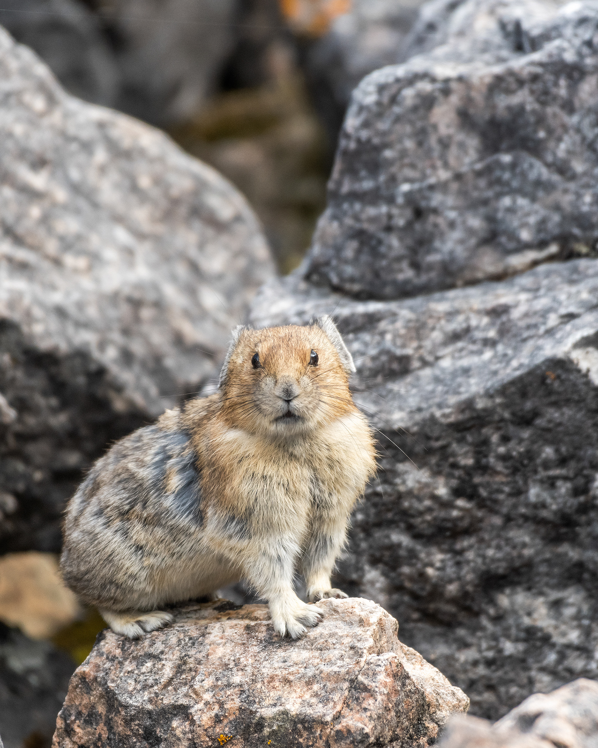 Pika, Stanley Glacier Trail, Kootenay National Park, British Columbia