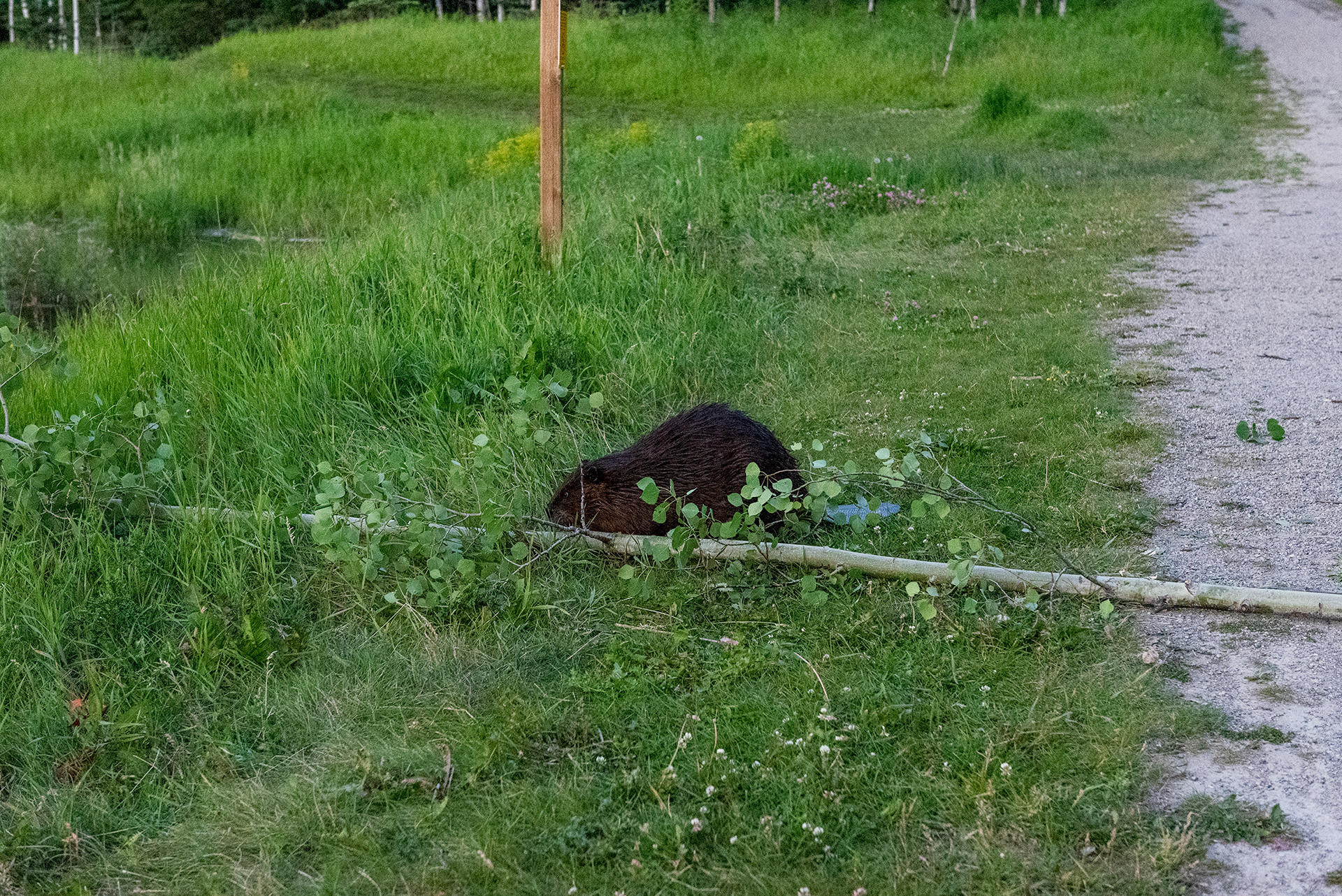 Beaver dragging a freshly downed tree