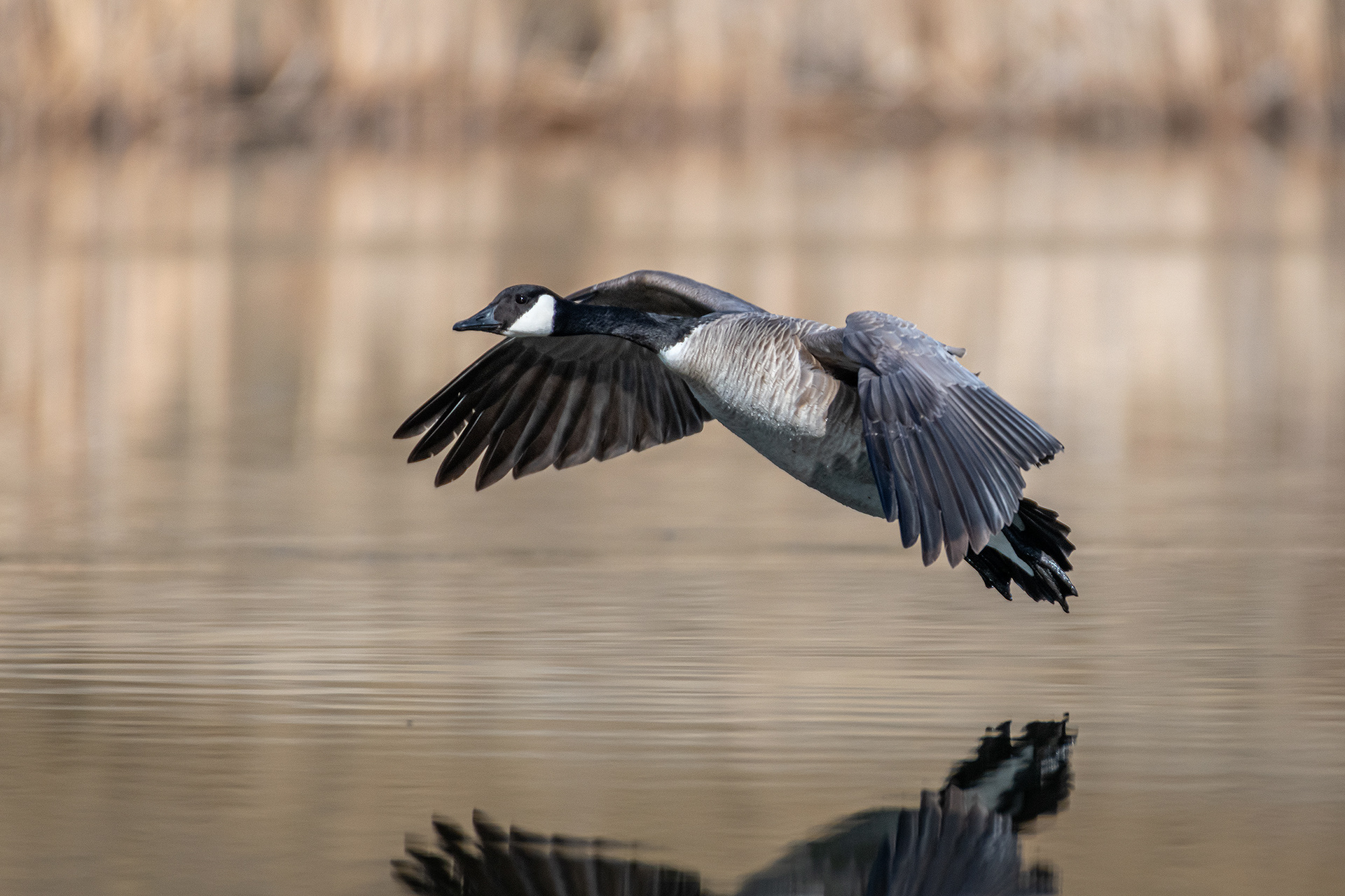 Canada Goose (in flight), Marshall Springs, Fish Creek Provincial Park, Calgary, AB