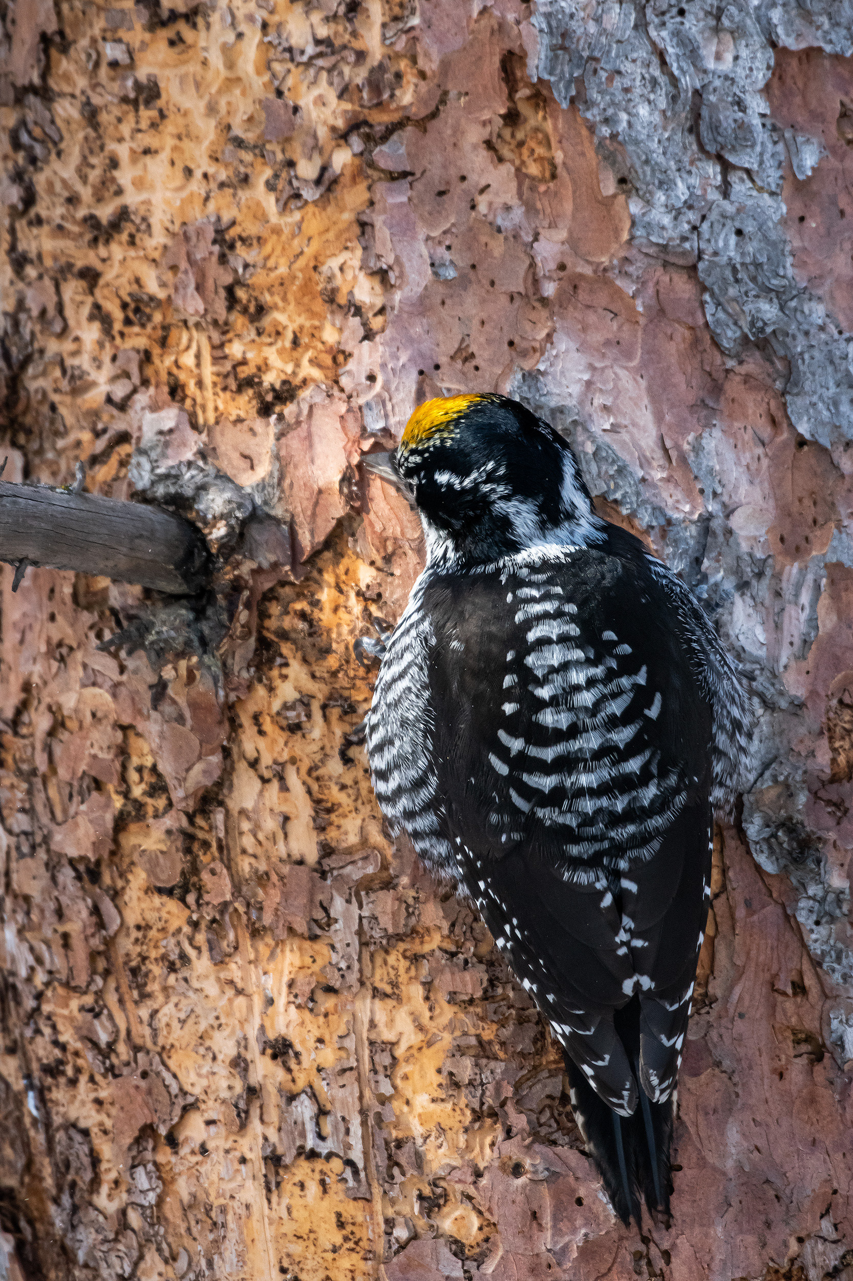 Three-toed Woodpecker (male), near the Marshall Springs area of Fish Creek Provincial Park, Calgary, AB
