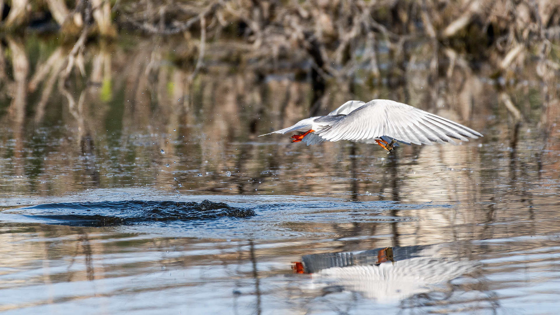 Common Tern (in flight) fishing at the Marshall Springs ponds in Fish Creek Provincial Park, Calgary, AB