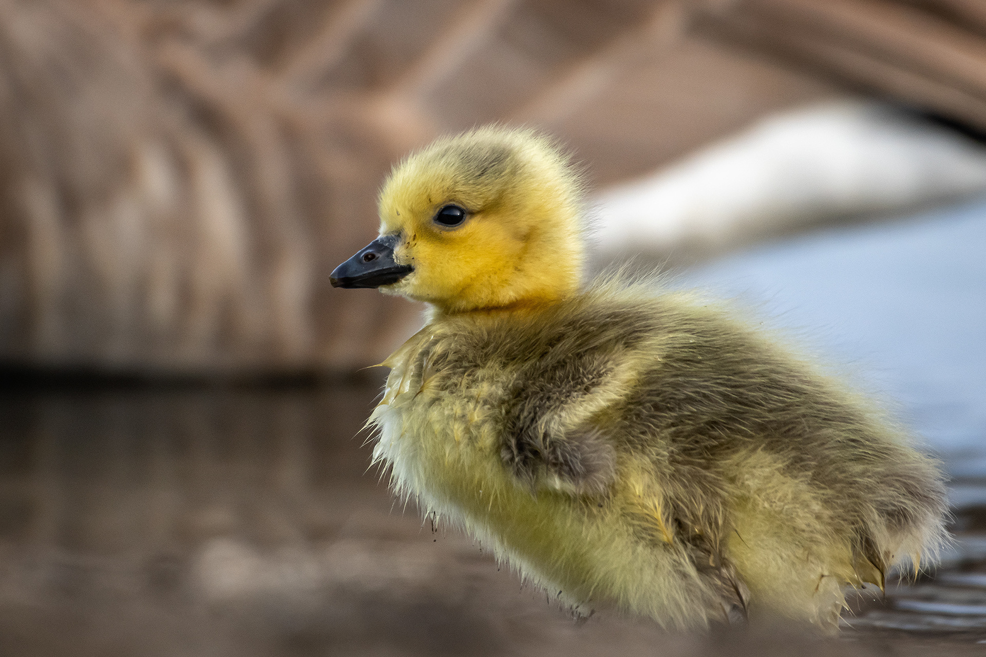 Canada Goose gosling, Glenmore Reservoir, North Glenmore Park, Calgary, AB