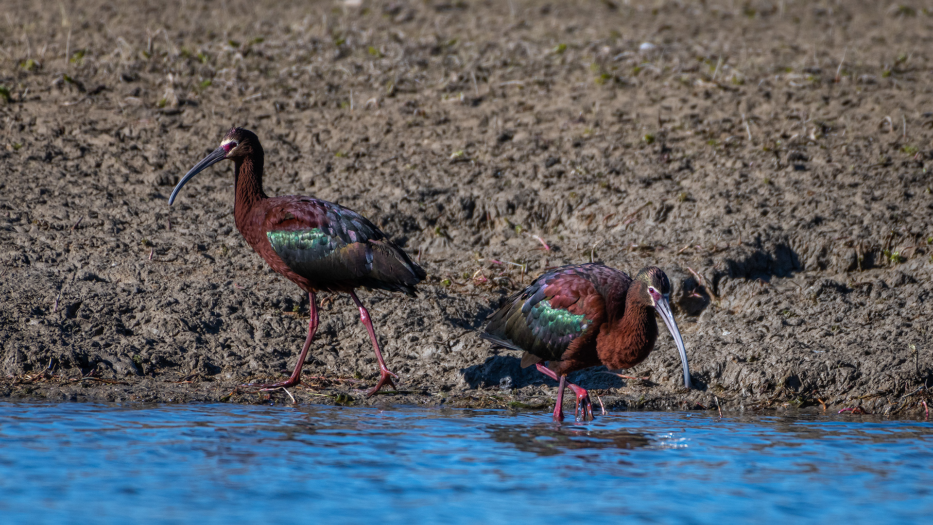 White-faced Ibises, Glenmore Reservoir, North Glenmore Park, Calgary, AB
