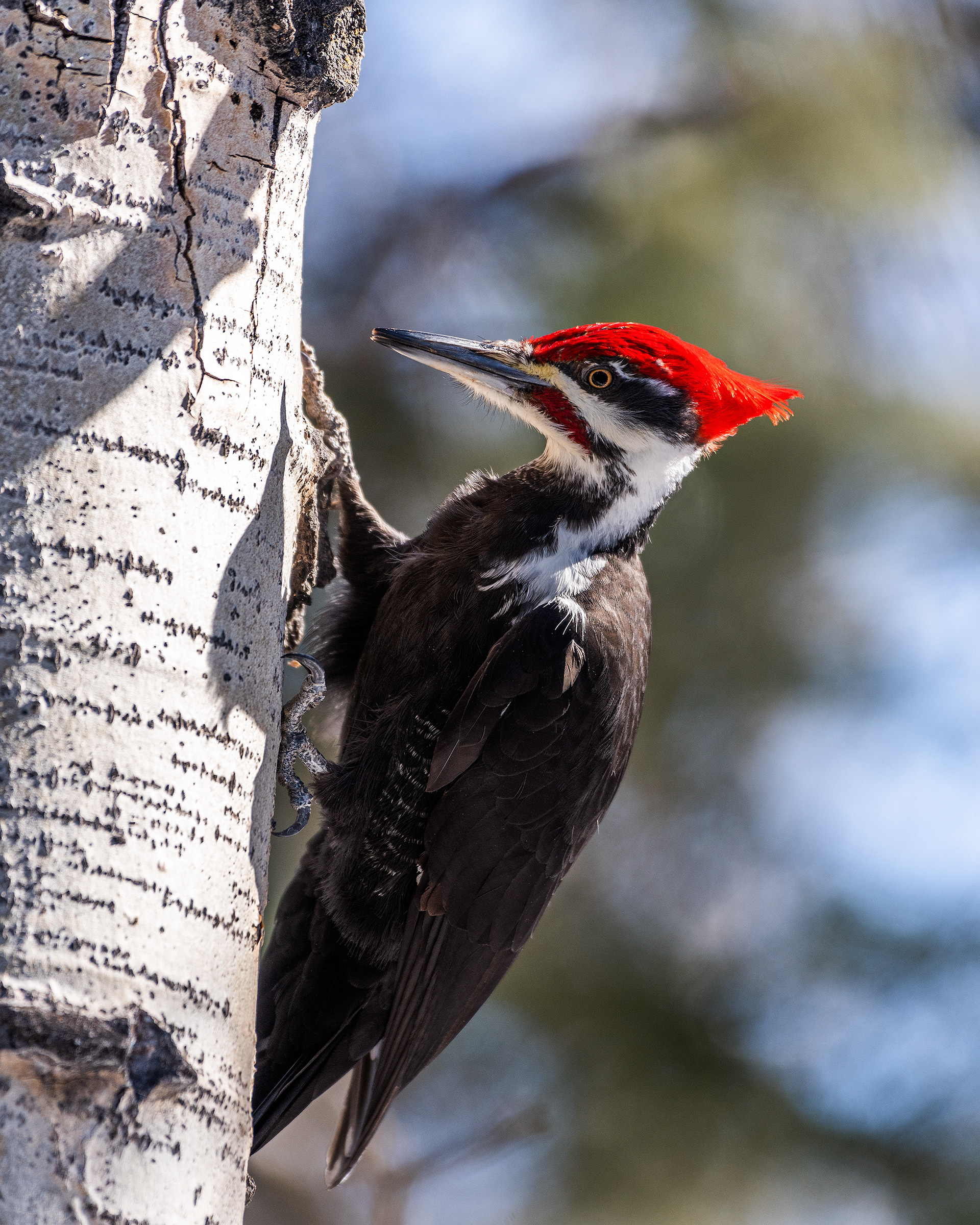 Pileated Woodpecker (male) near Marshall Springs in Fish Creek Provincial Park