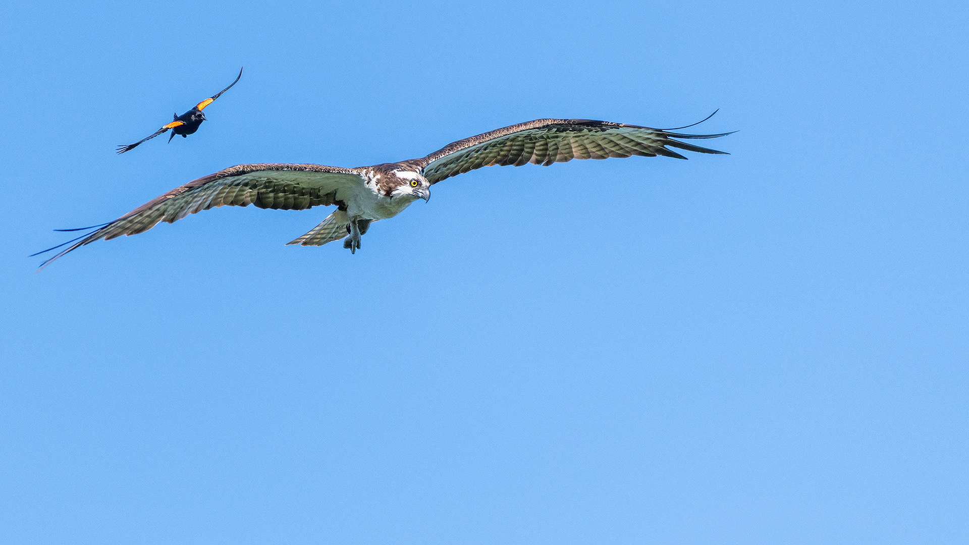 Osprey (in flight) being pestered by a male Red-winged Blackbird (in flight), Marshall Springs - Fish Creek Prov. Park, Calgary, AB