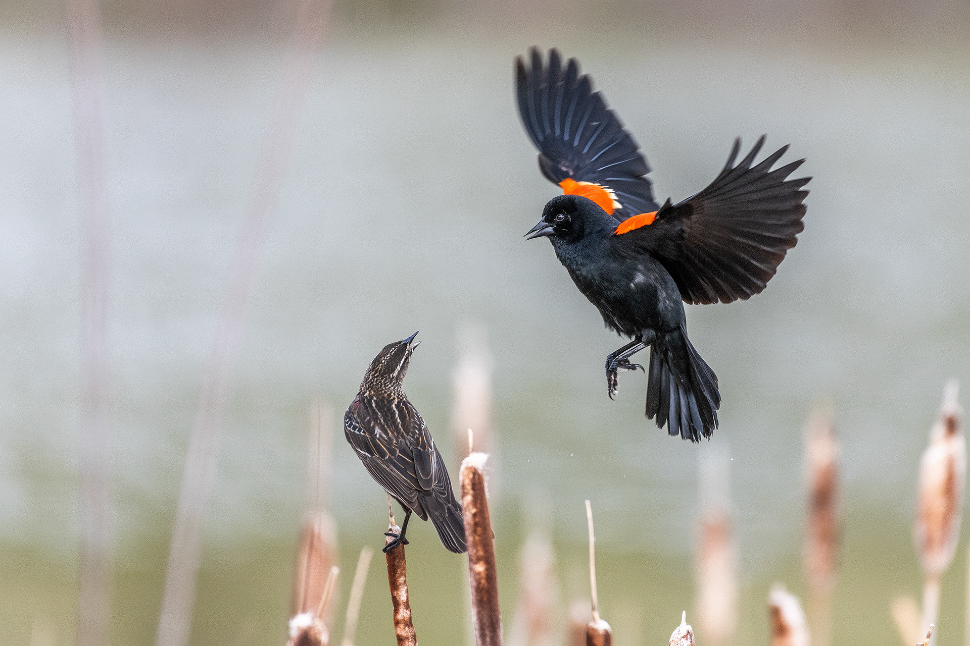 Red-winged Blackbird (male) in flight over perched Red-winged Blackbird (female) at the Marshall Springs ponds in Fish Creek Provincial Park