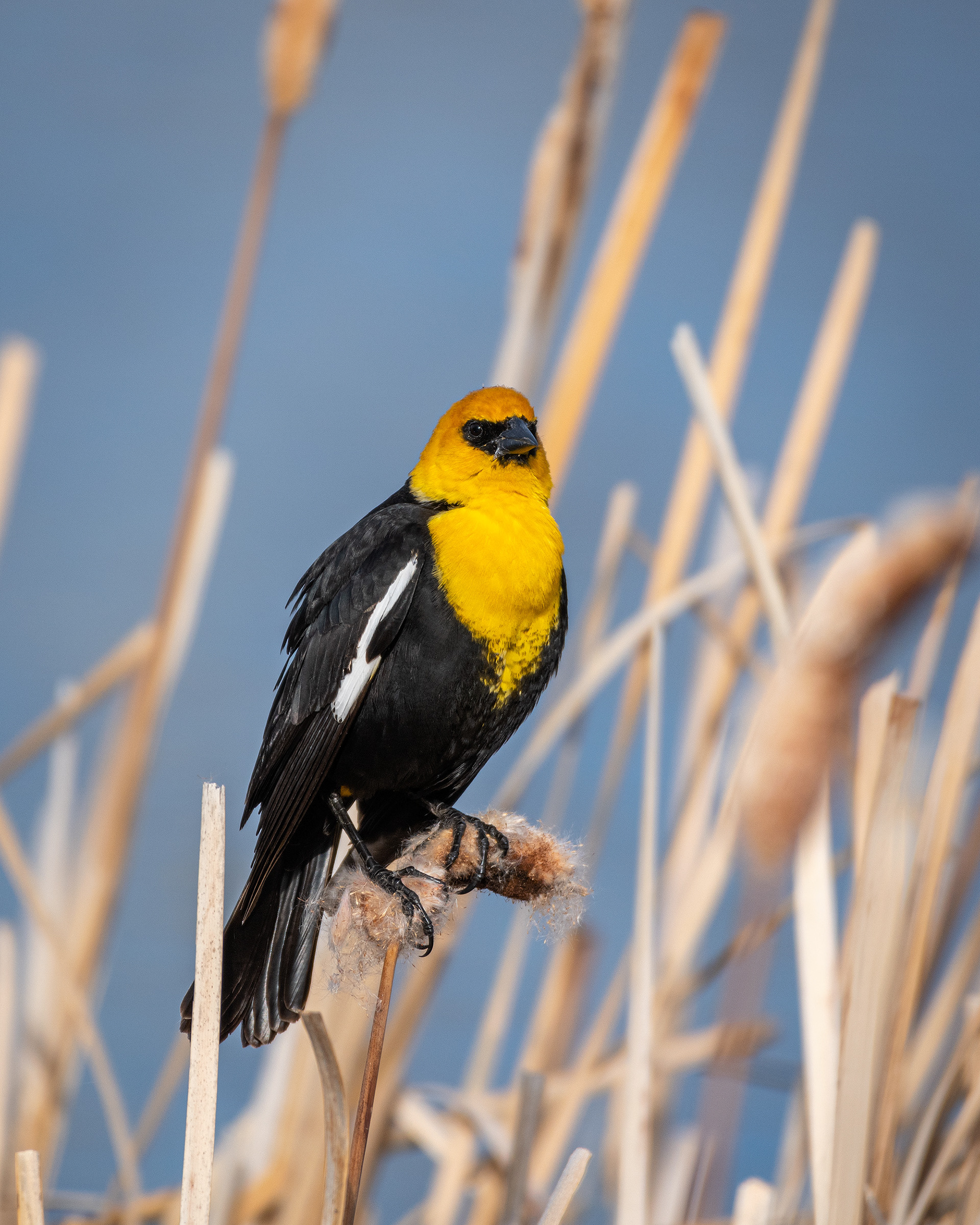 Yellow-headed Blackbird (male), Bridlewood Wetlands Park, Calgary, AB