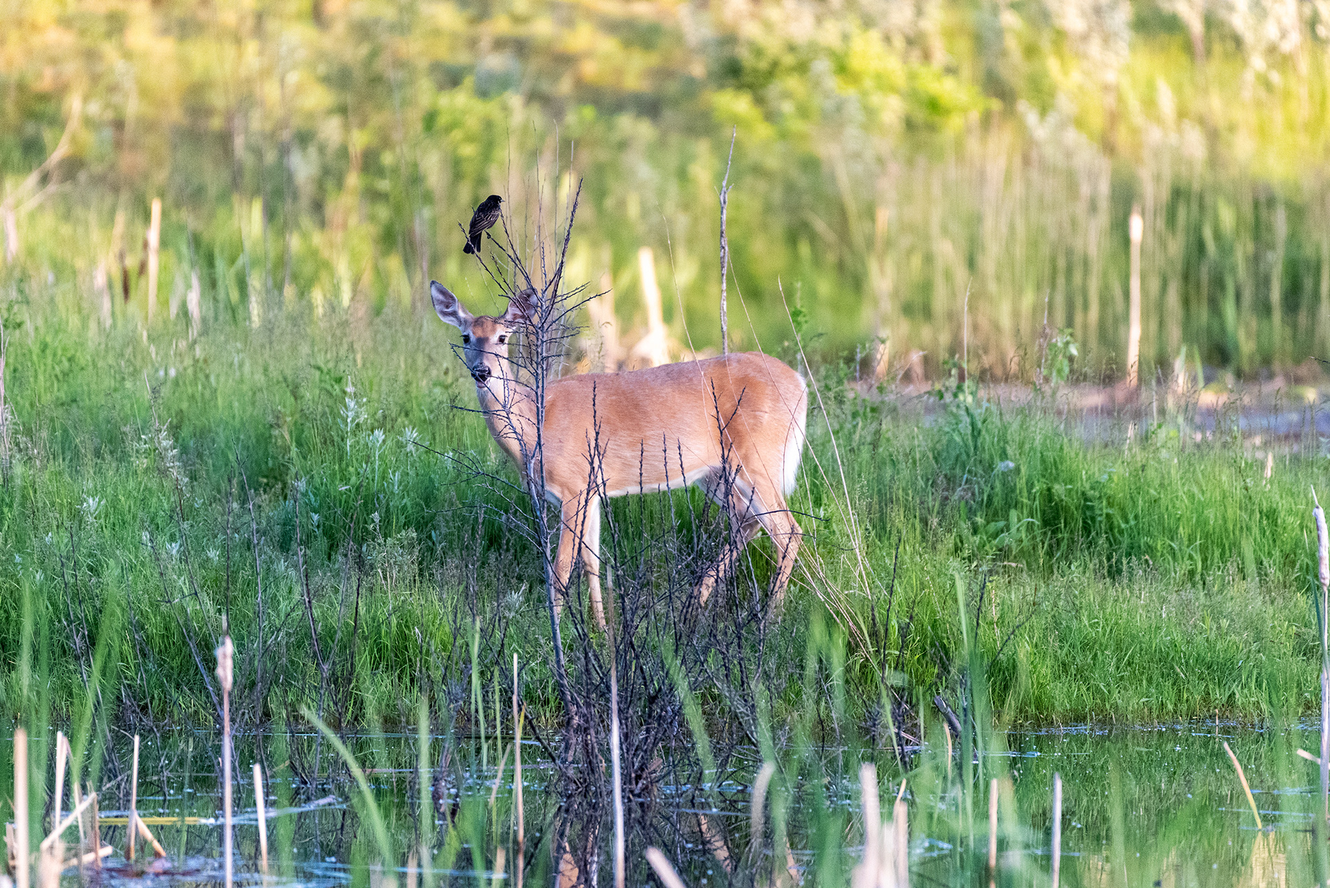 Deer, Red-winged Blackbird, Marshall Springs, Fish Creek Provincial Park, Calgary