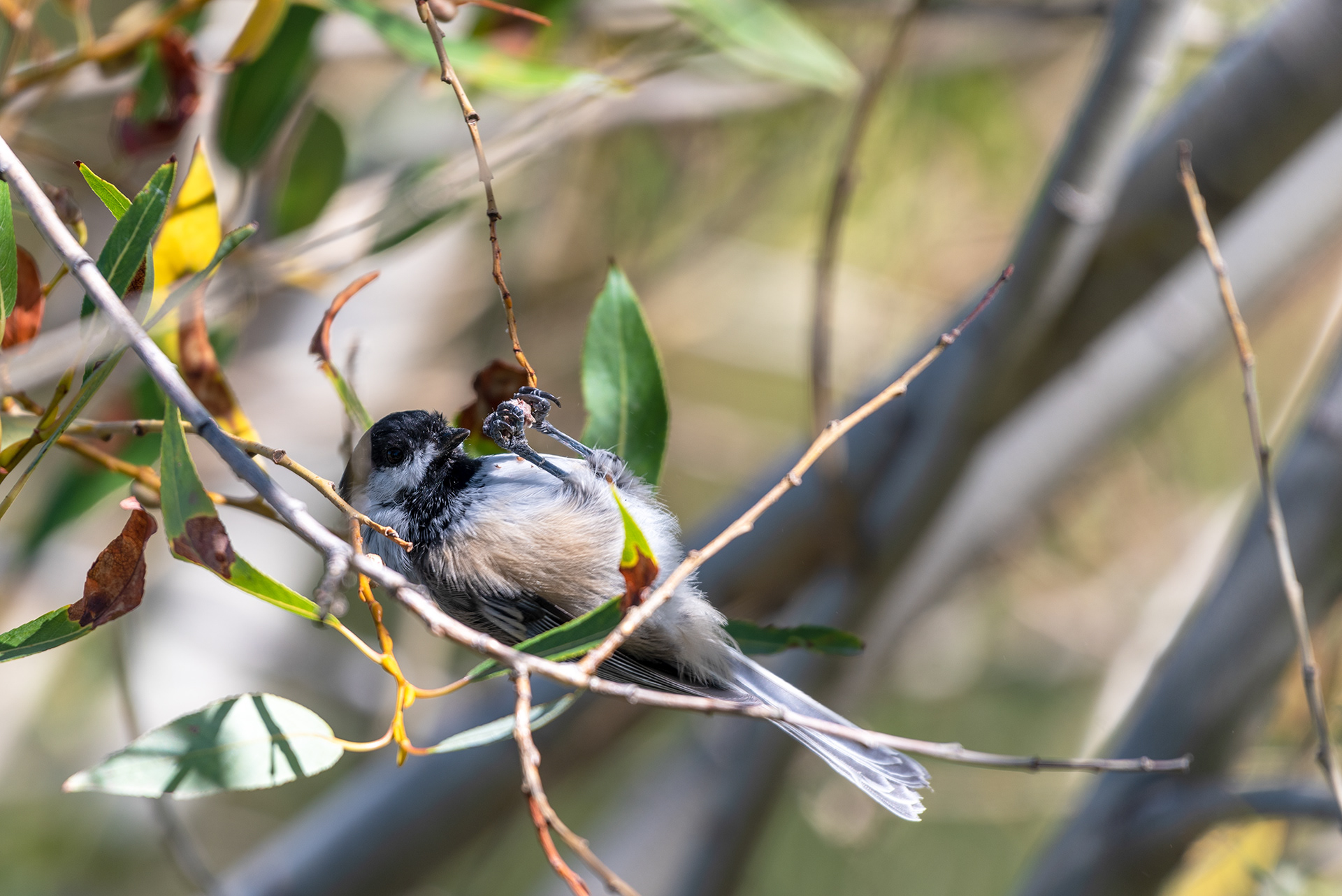 Black-capped Chickadee