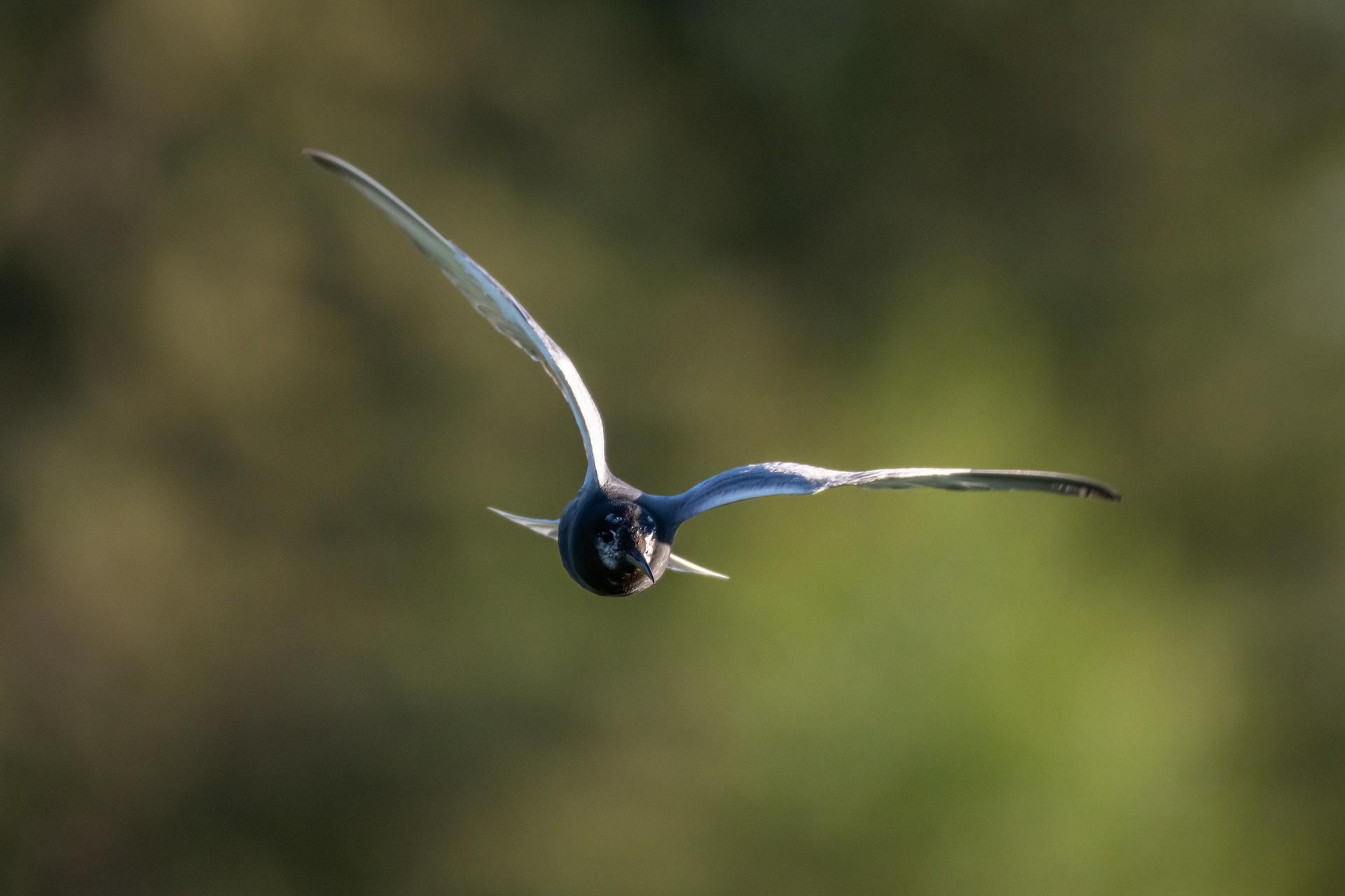 Black Tern (in flight), Marshall Springs ponds, Fish Creek Provincial Park, Calgary, AB