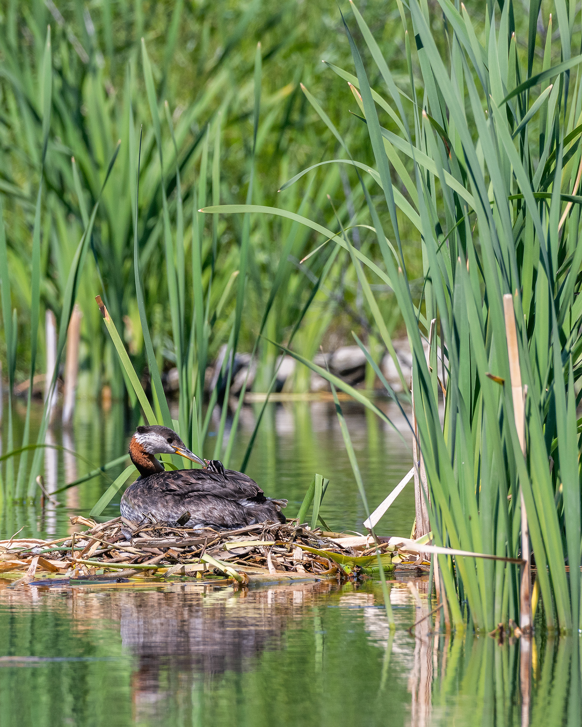 Red-necked Grebe (female) on her nest interacting with one of her chicks, Marshall Springs - Fish Creek Prov. Park, Calgary, AB