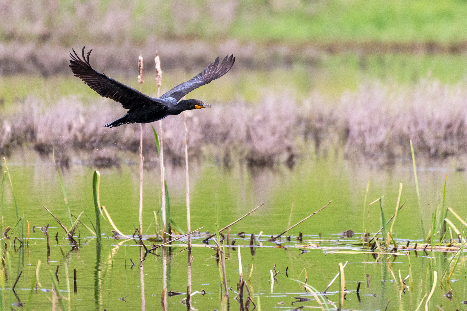 Double-crested Cormorant in flight