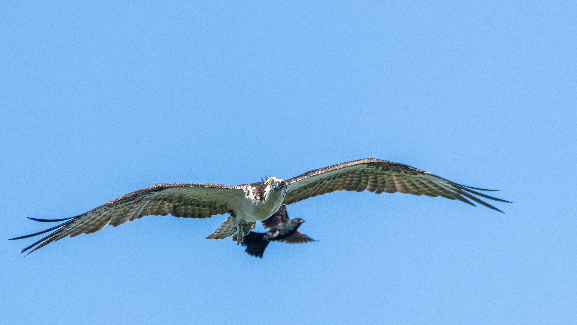Osprey (in flight) being pestered by a male Red-winged Blackbird (in flight), Marshall Springs - Fish Creek Prov. Park, Calgary, AB