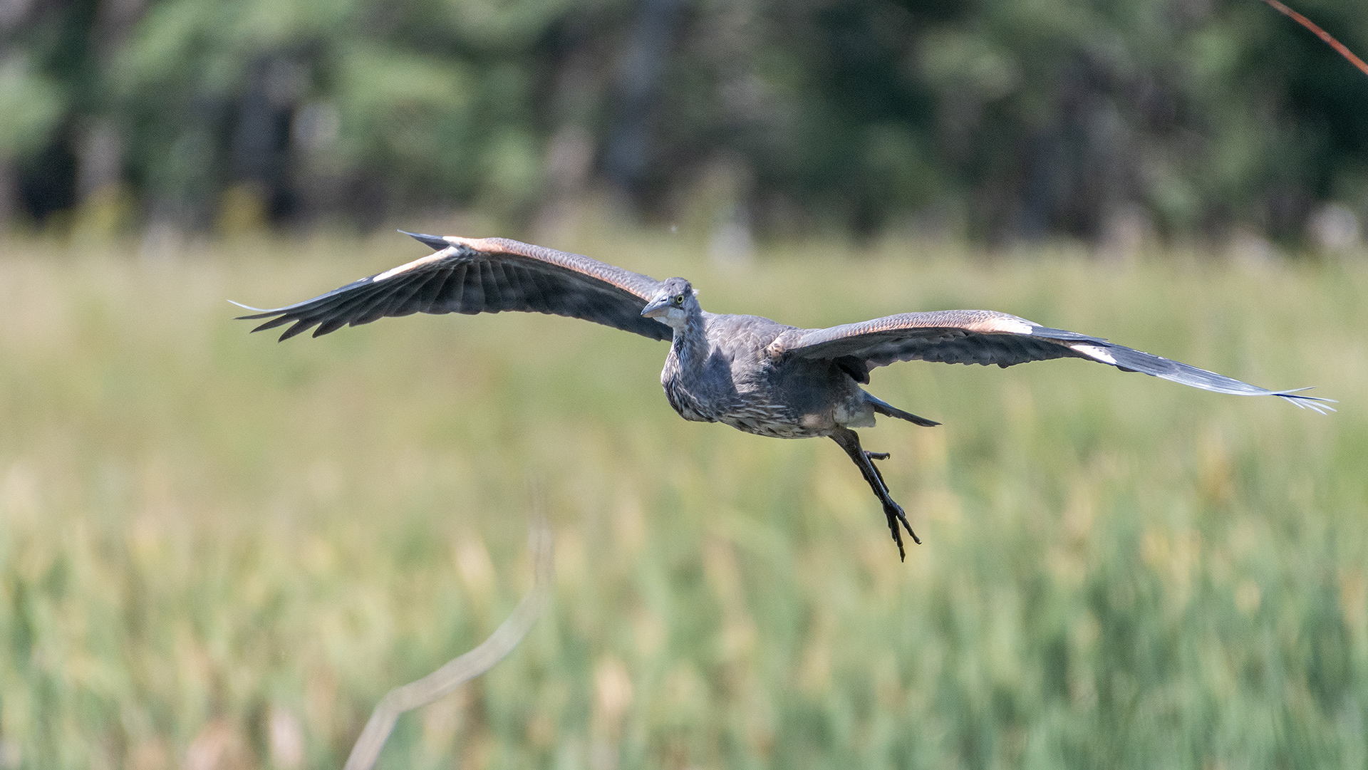 Great Blue Heron (in flight), Marshall Springs - Fish Creek Prov. Park, Calgary, AB