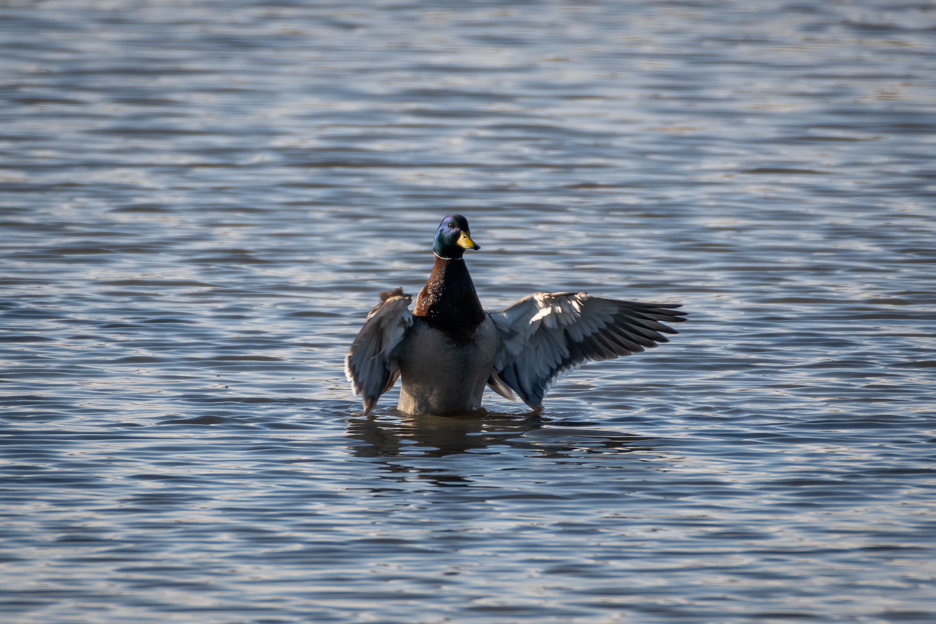Mallard (male), Bridlewood Wetlands Park, Calgary, AB