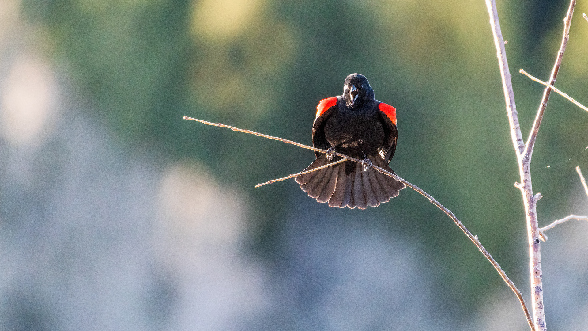 Red-winged Blackbird (male) at the Marshall Springs ponds on a cold frosty morning in Fish Creek Provincial Park