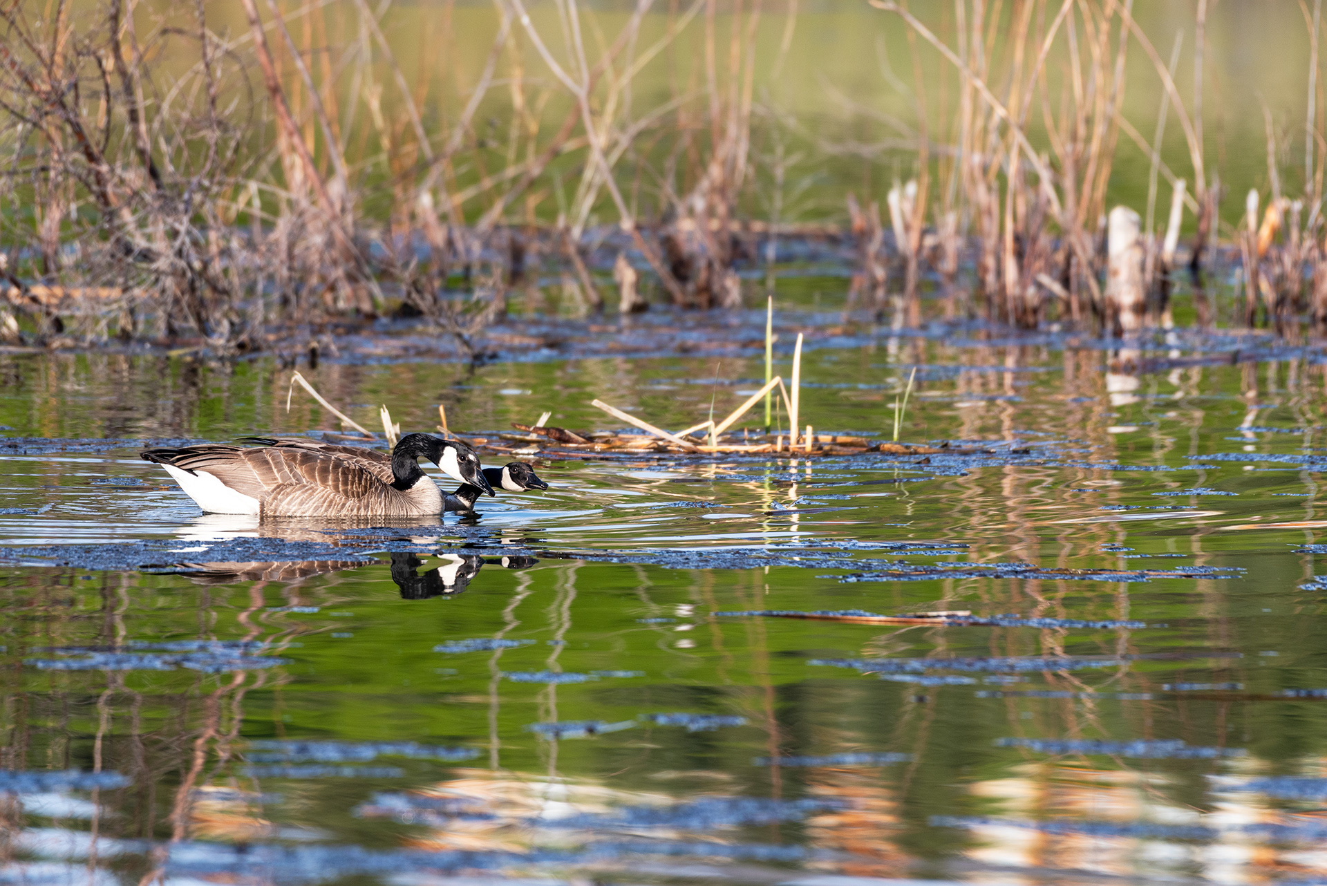 Canada Geese, Marshall Springs, Fish Creek Provincial Park, Calgary, Alberta