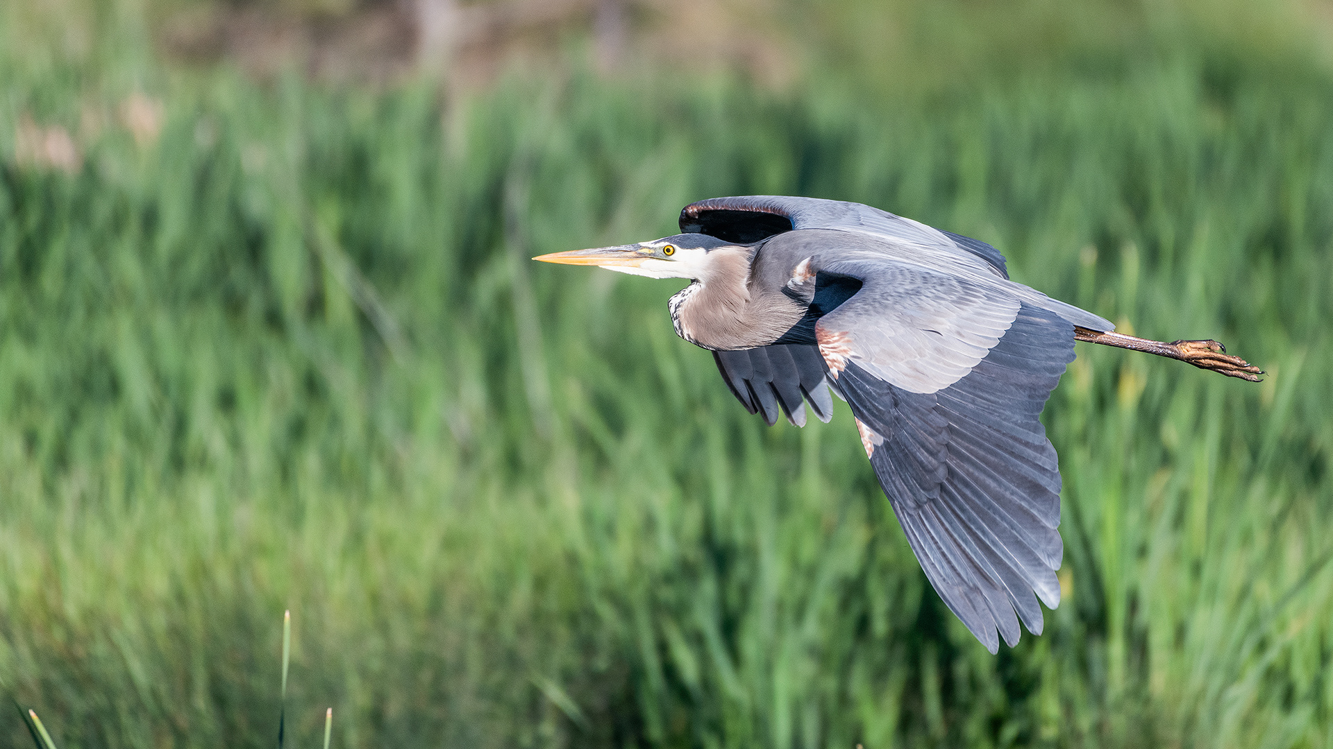 Great Blue Heron (in flight), Marshall Springs - Fish Creek Prov. Park, Calgary, AB