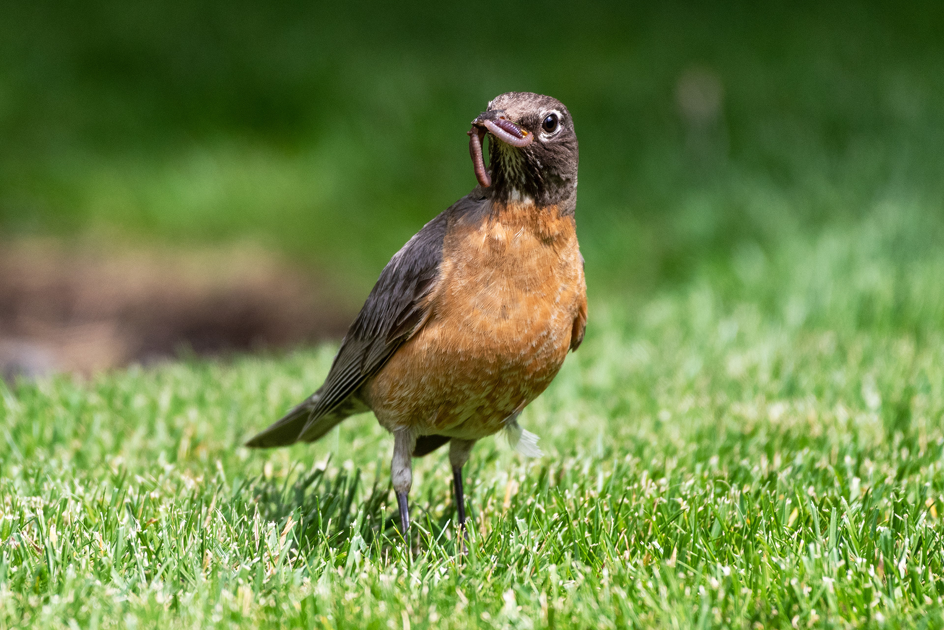 American Robin shows, that is how it is done