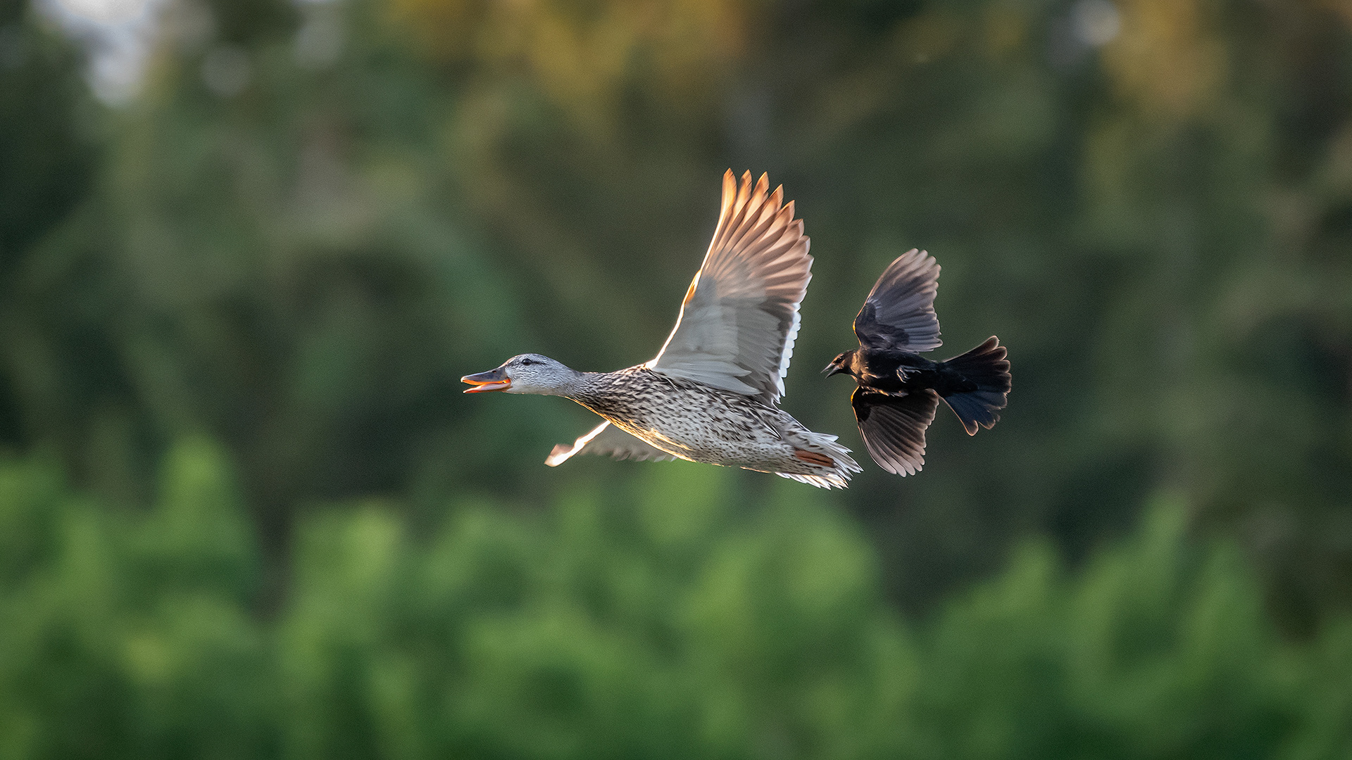 Duck, and a Red-winged Blackbird (male) in flight, Marshall Springs ponds, Fish Creek Provincial Park, Calgary, AB