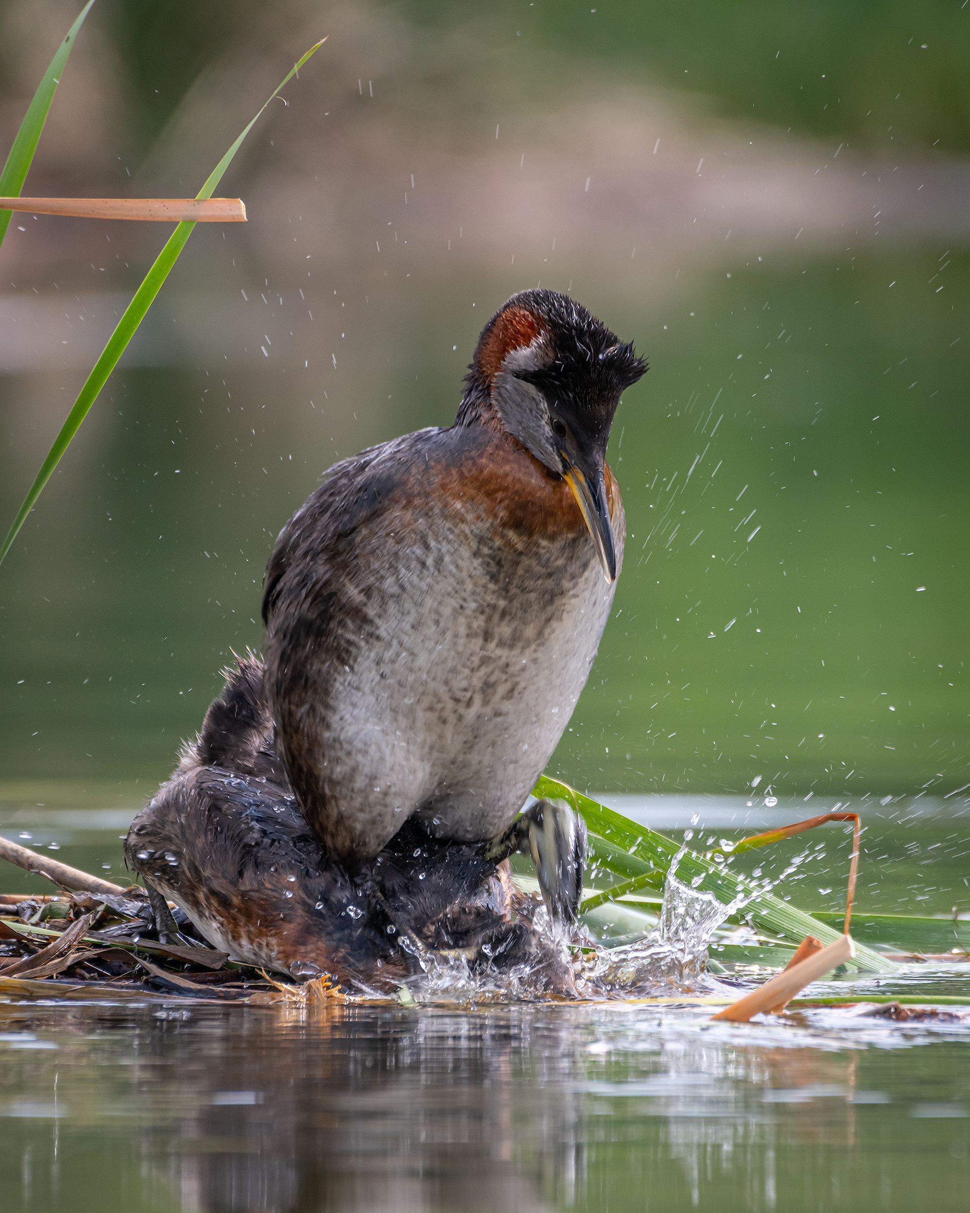 Red-necked Grebe pair, Marshall Springs ponds, Fish Creek Provincial Park, Calgary, AB