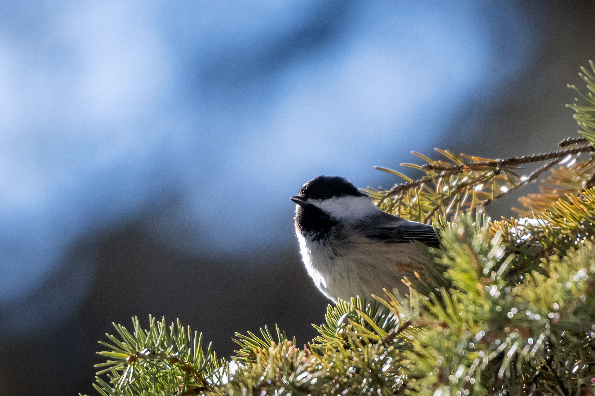 Black-capped Chickadee, near the Marshall Springs area of Fish Creek Provincial Park, Calgary, AB