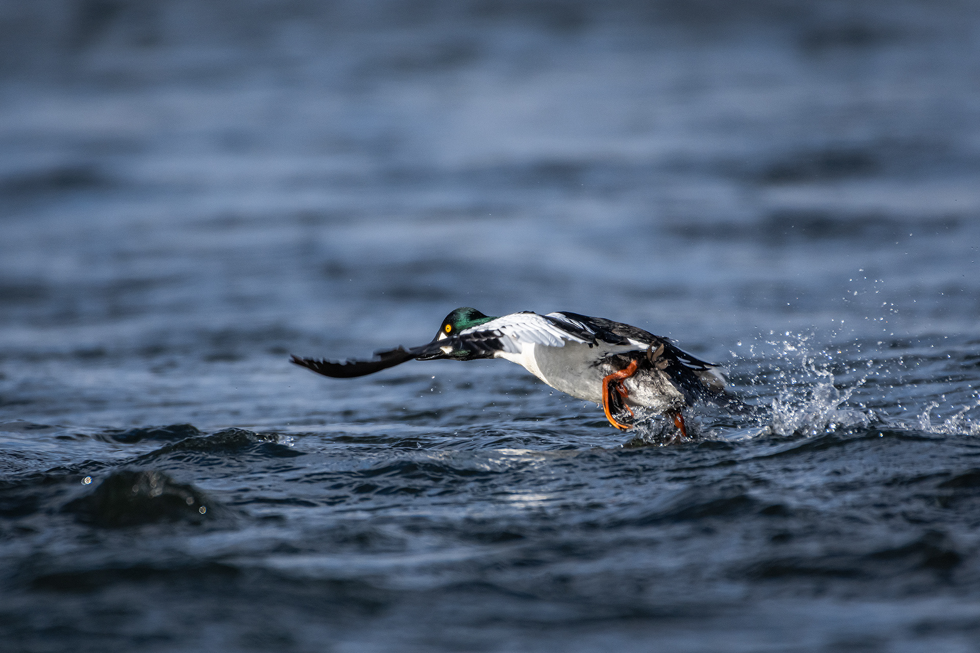 Common Goldeneye (male) on the Bow River - Refinery Park, Calgary, AB