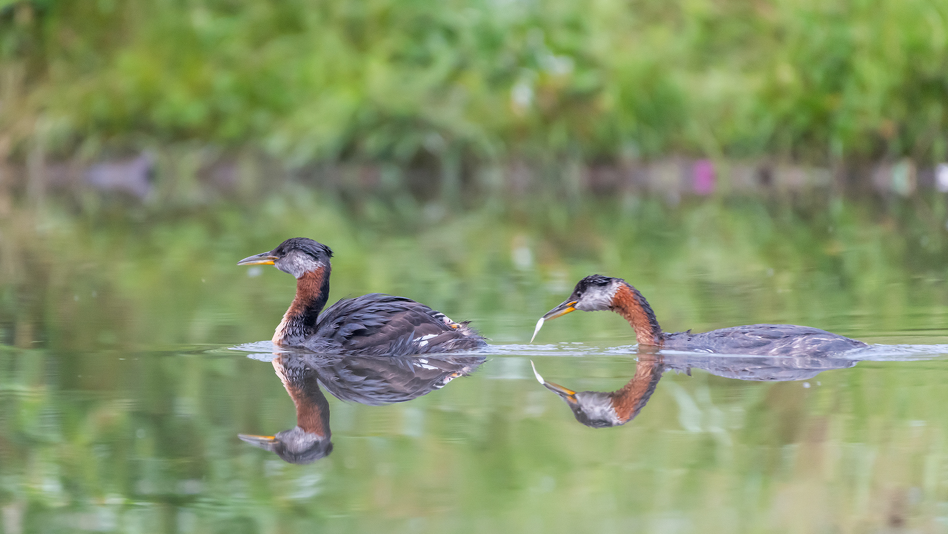 Red-necked Grebe pair with the two chicks (male has the chicks aboard (only one visible), female feeding the chicks), Marshall Springs - Fish Creek Prov. Park, Calgary, AB