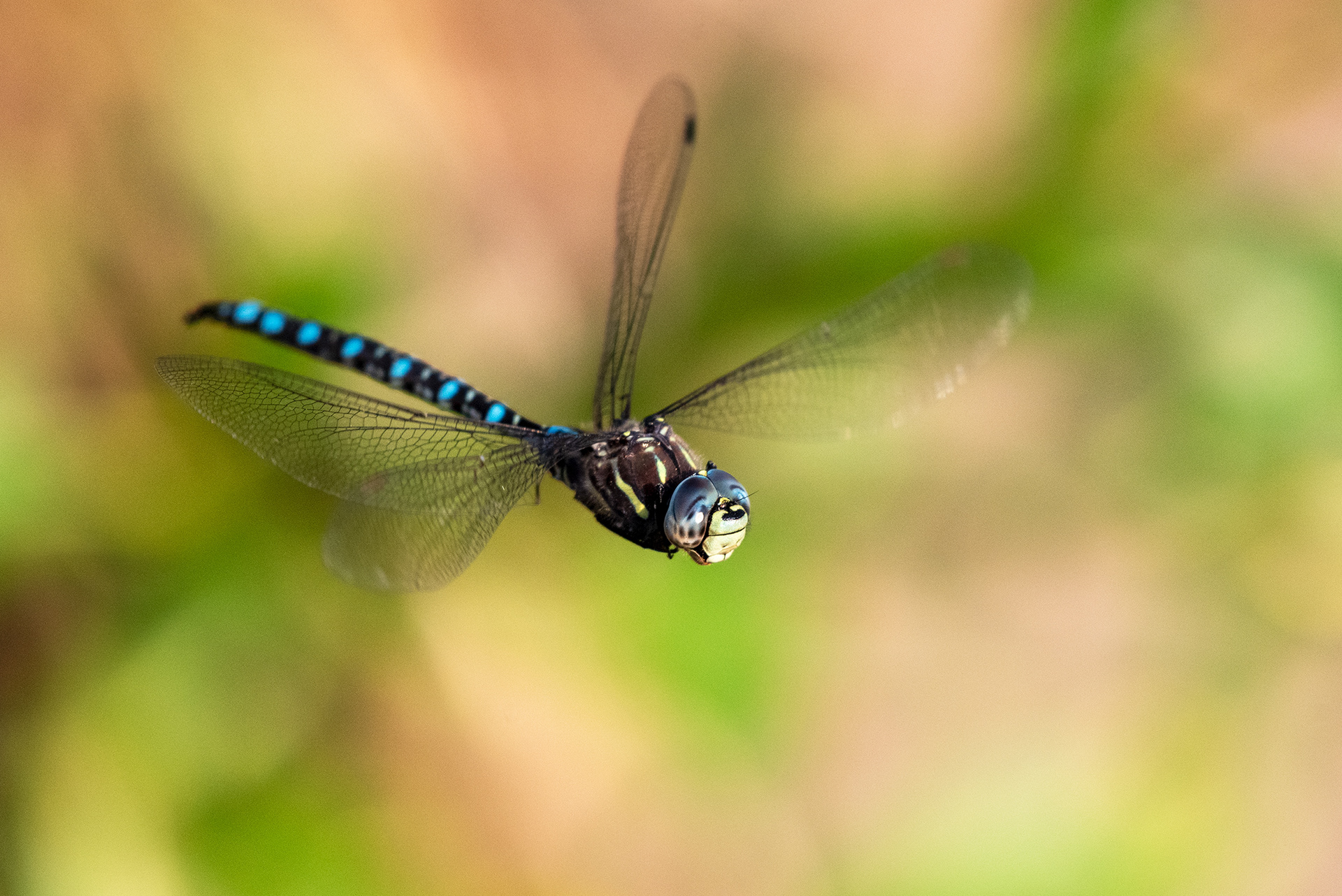 Dragonfly in flight