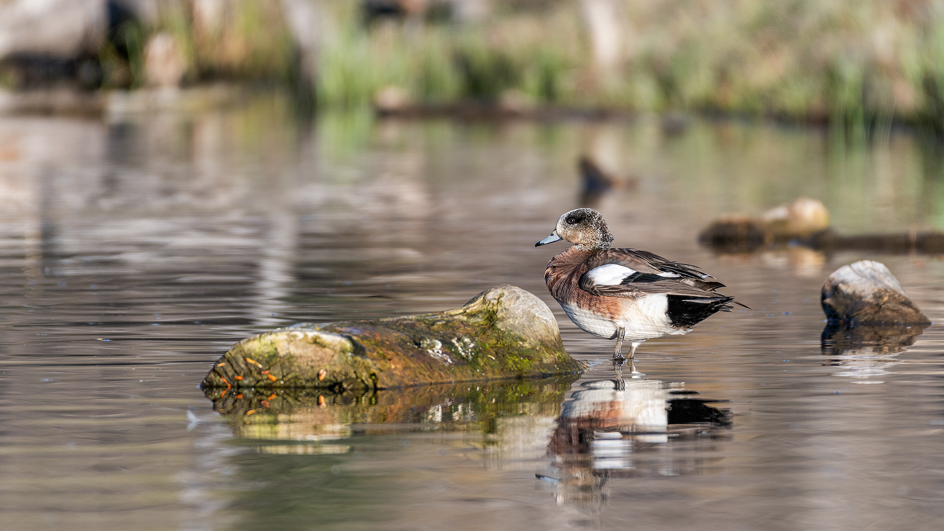 American Wigeon (female) at Boat Launch Day Use Area, Fish Creek Provincial Park, Calgary, Alberta