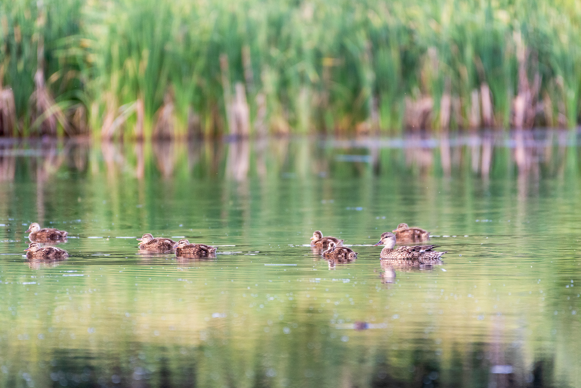 Mallard and ducklings on the water