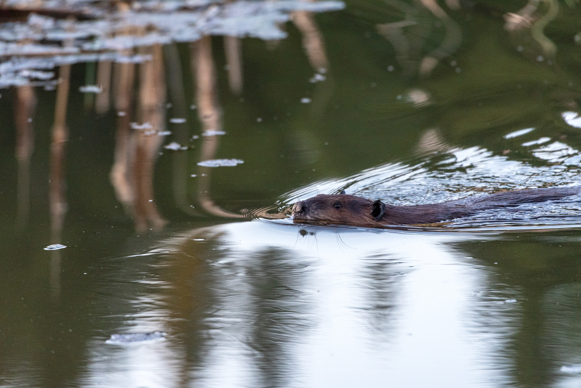 beaver, Marshall Springs, Fish Creek Provincial Park, Calgary, Alberta