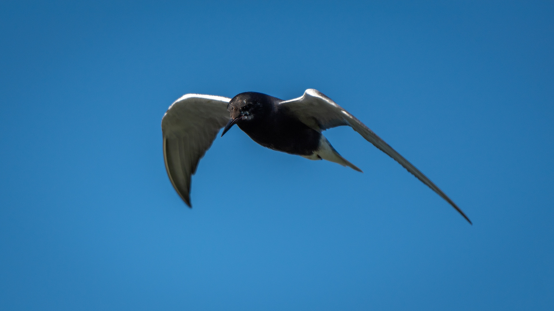 Black Tern (in flight), Marshall Springs ponds, Fish Creek Provincial Park, Calgary, AB