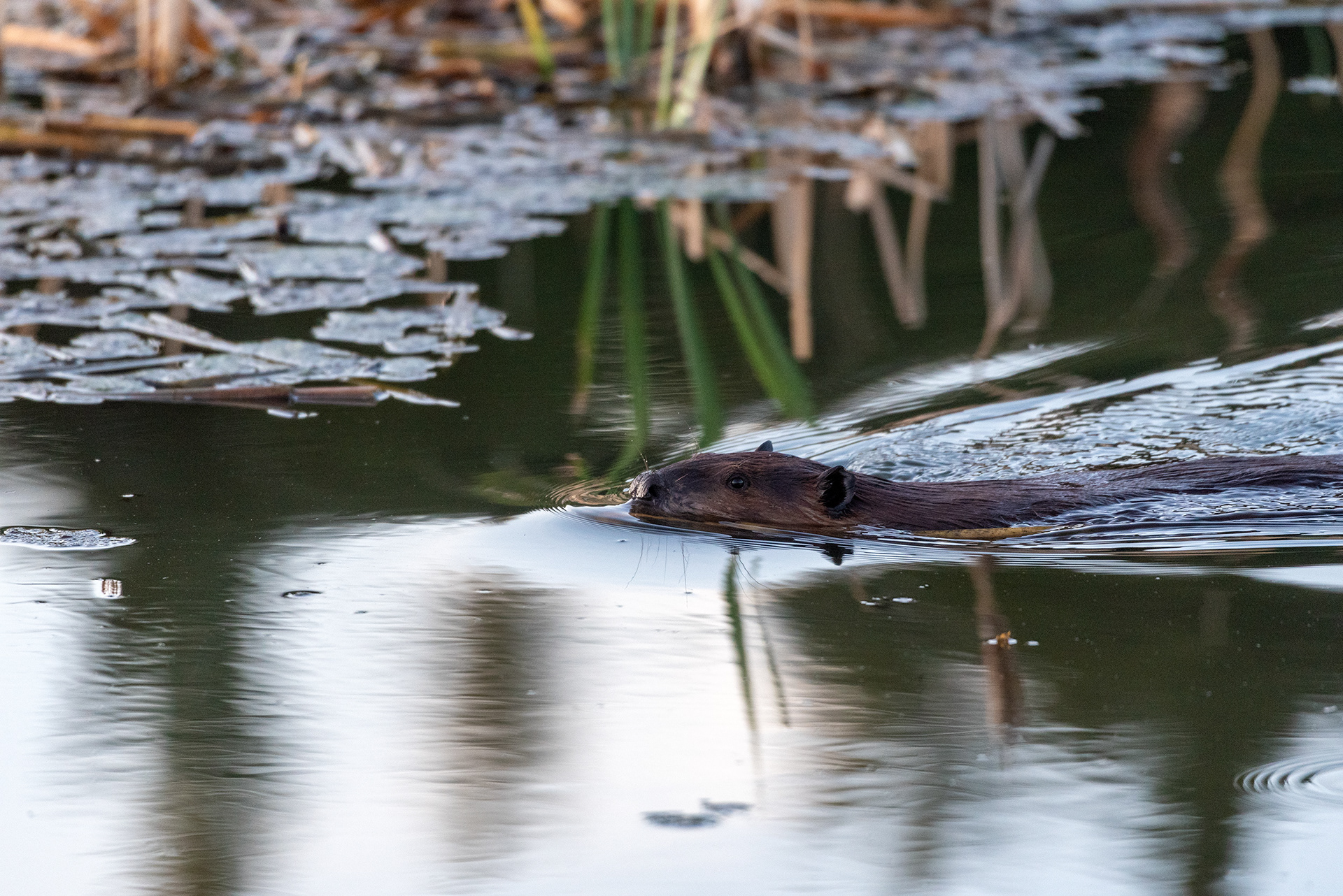 beaver, Marshall Springs, Fish Creek Provincial Park, Calgary, Alberta