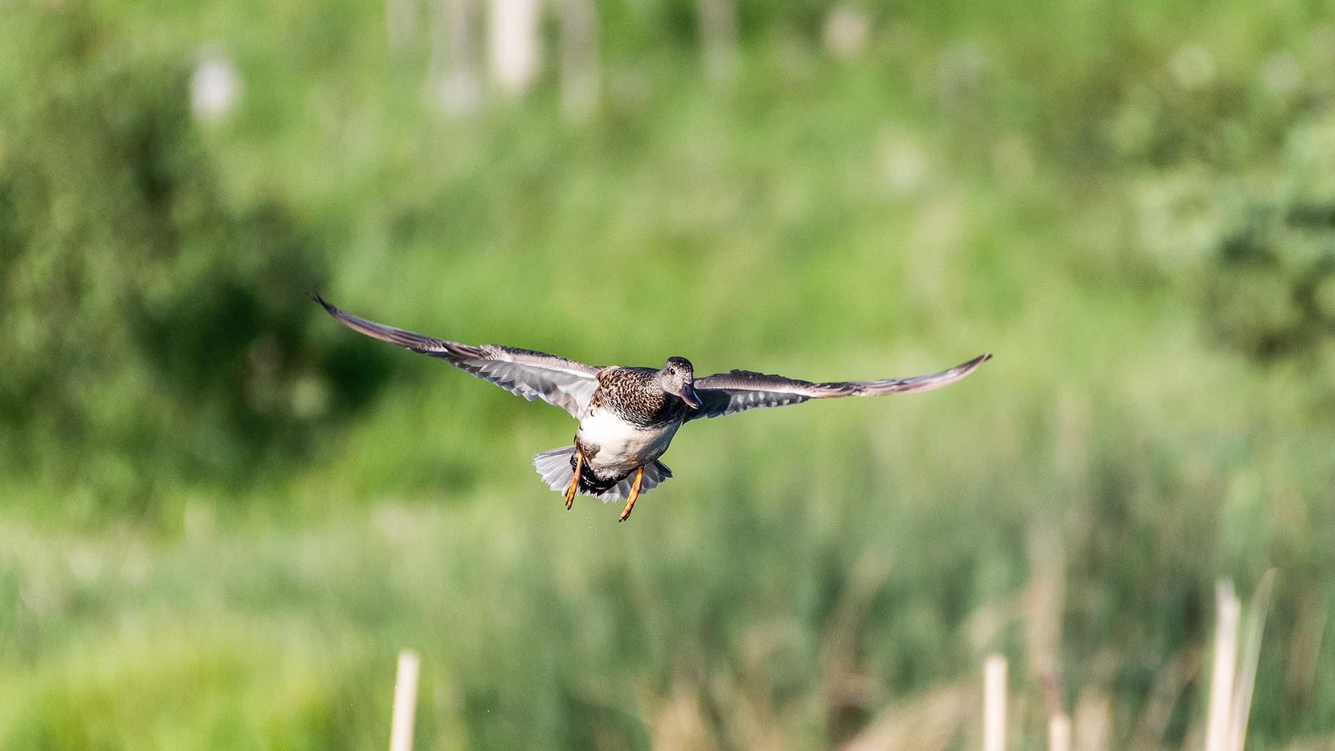 Gadwall (in flight), Marshall Springs, Fish Creek Prov. Park, Calgary, AB