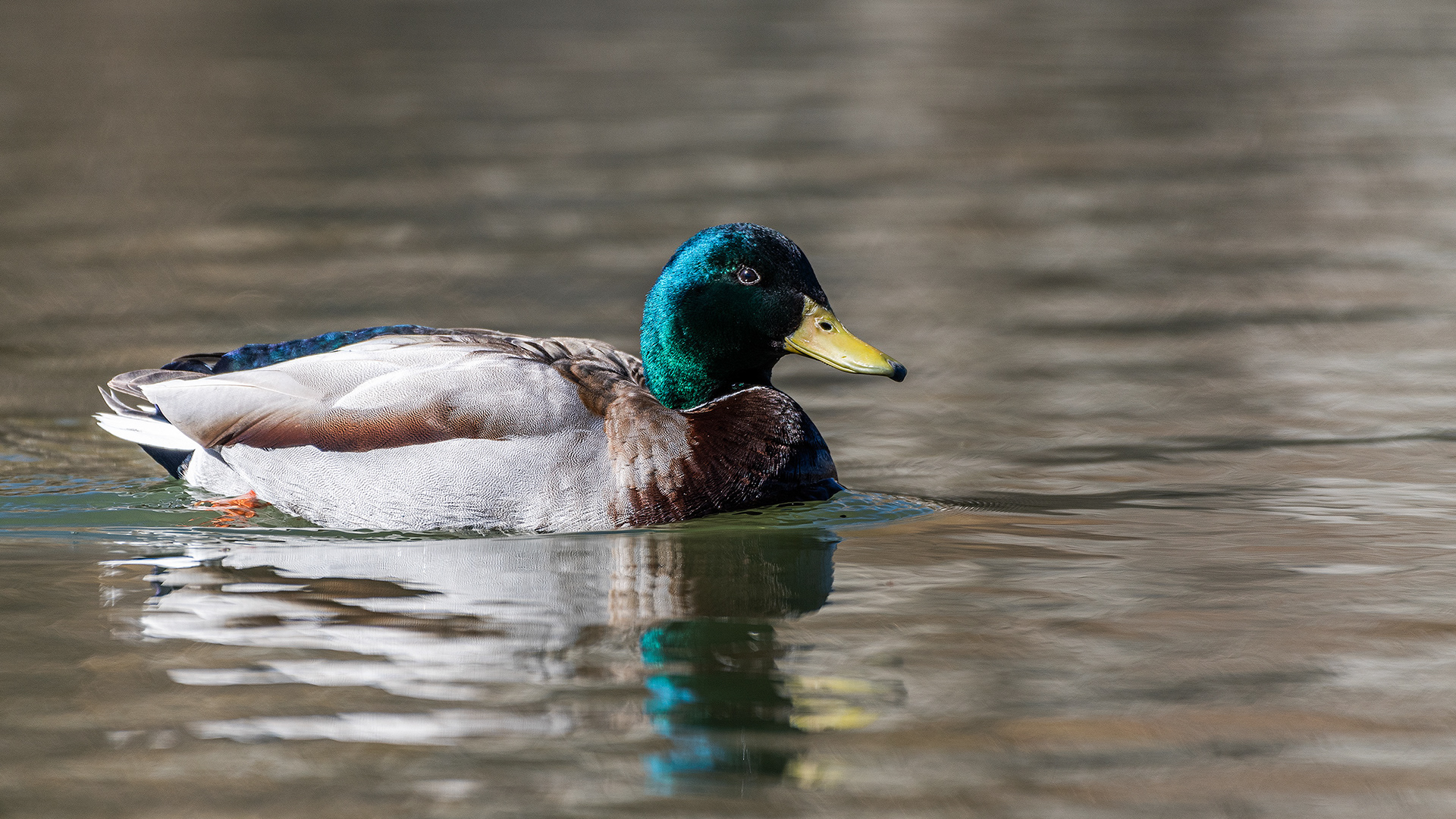 Mallard (male) at Bridlewood Wetlands Park, Calgary, Alberta