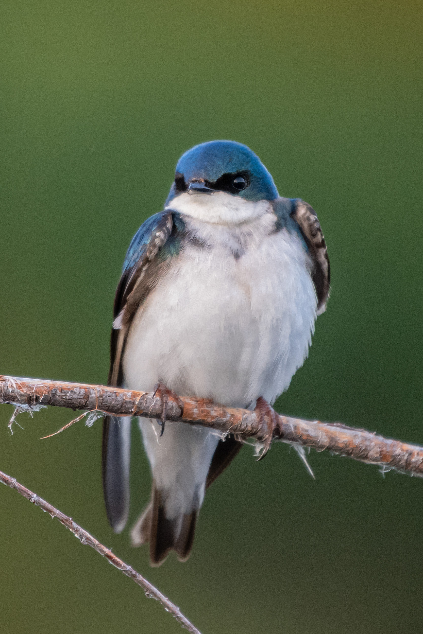 Tree Swallow, Marshall Springs ponds, Fish Creek Provincial Park, Calgary, AB