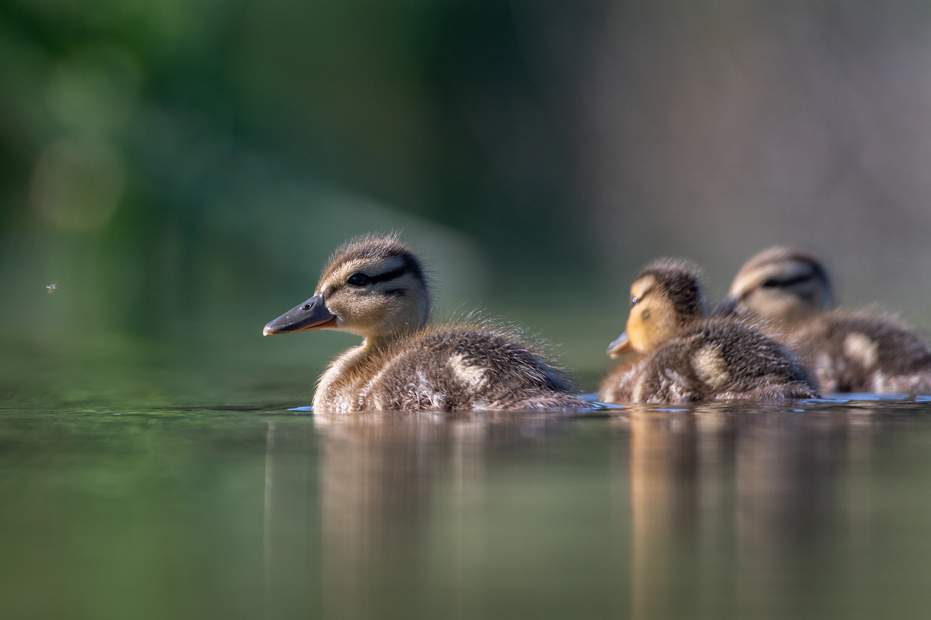Ducklings, Marshall Springs ponds, Fish Creek Provincial Park, Calgary, AB