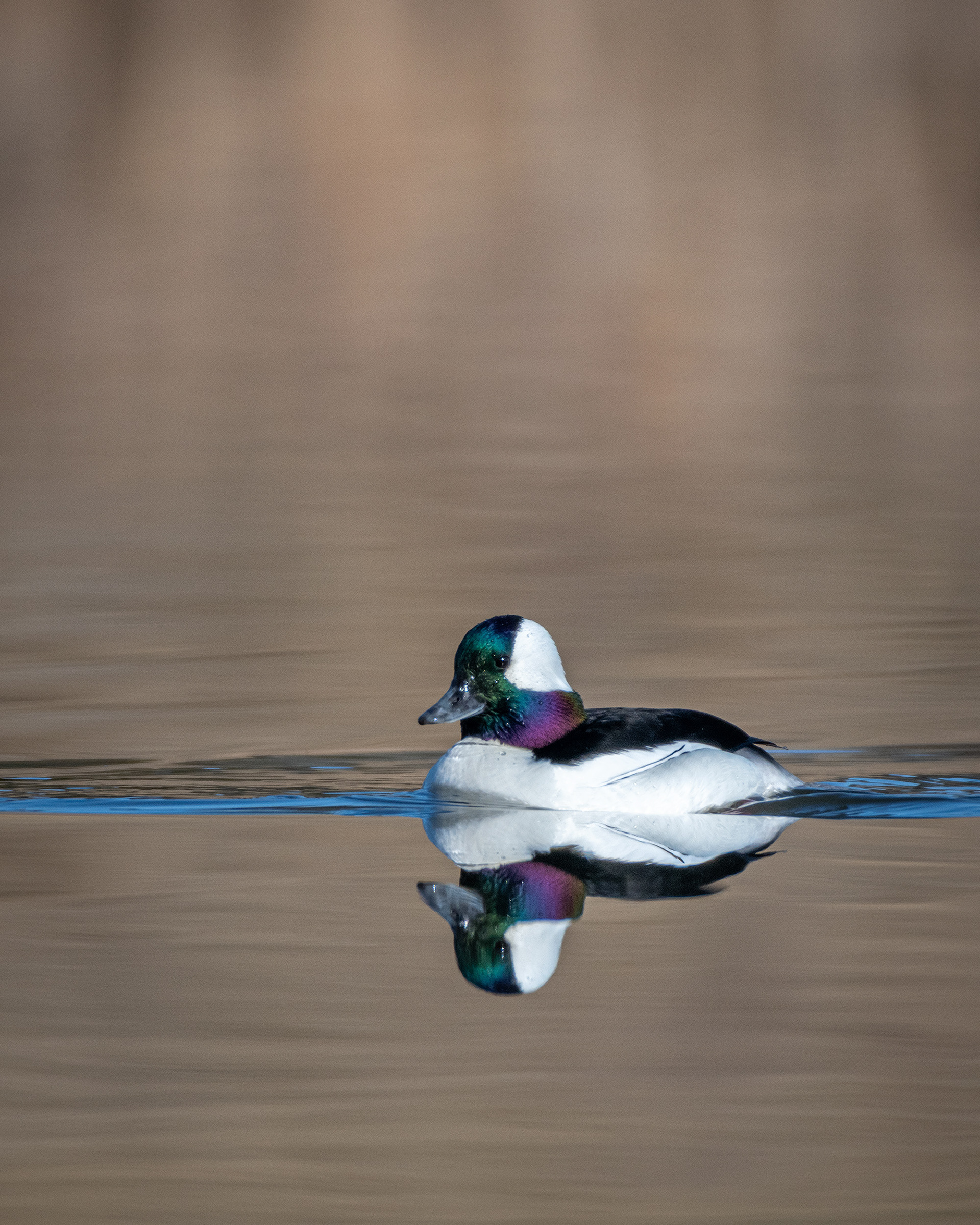 Bufflehead (male), Marshall Springs, Fish Creek Provincial Park, Calgary, AB